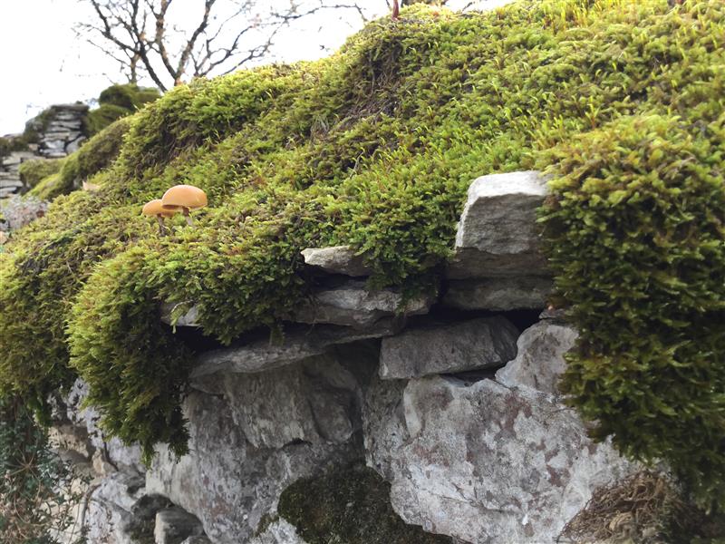 Circuit Les dolmens de Miers 6 - OTVD Gloria Lafarge