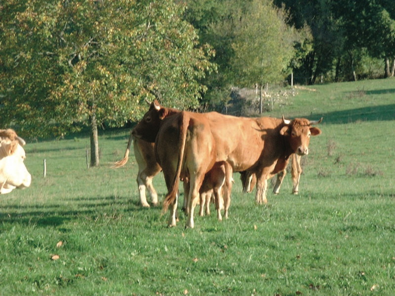 Vaches