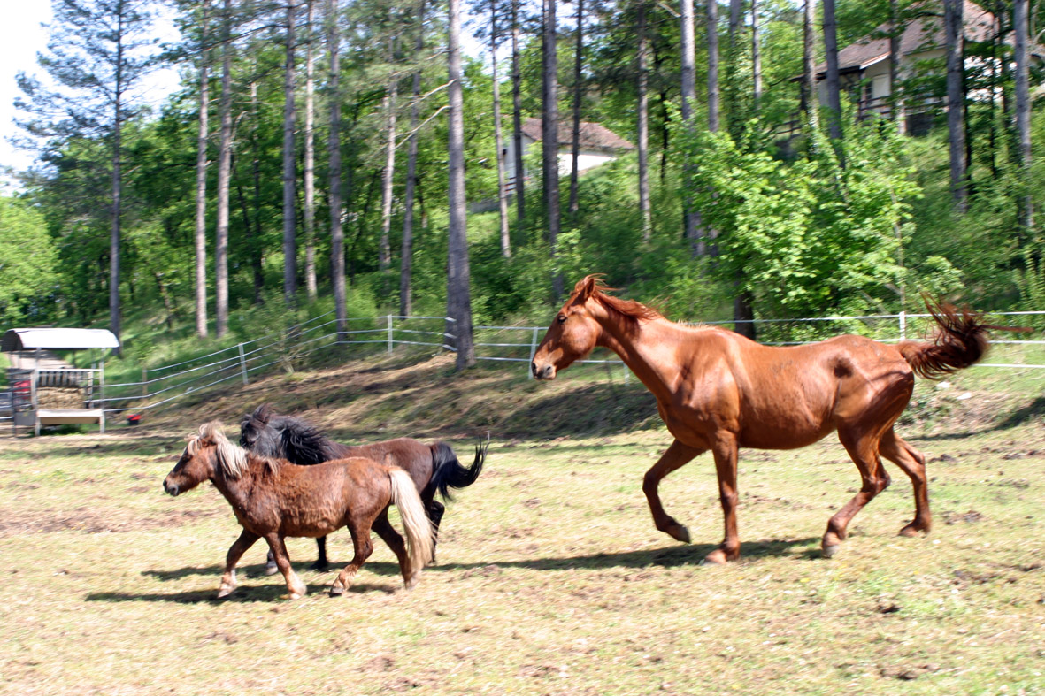 La Colline aux Chalets, Saint-Chamarand - photo 5