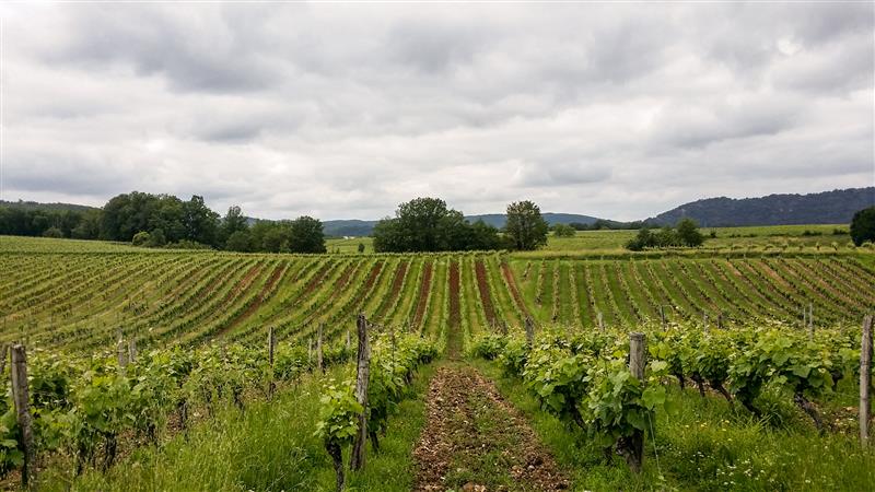Combel de Langle - vignes_08 © Lot Tourisme - C. Sanchez