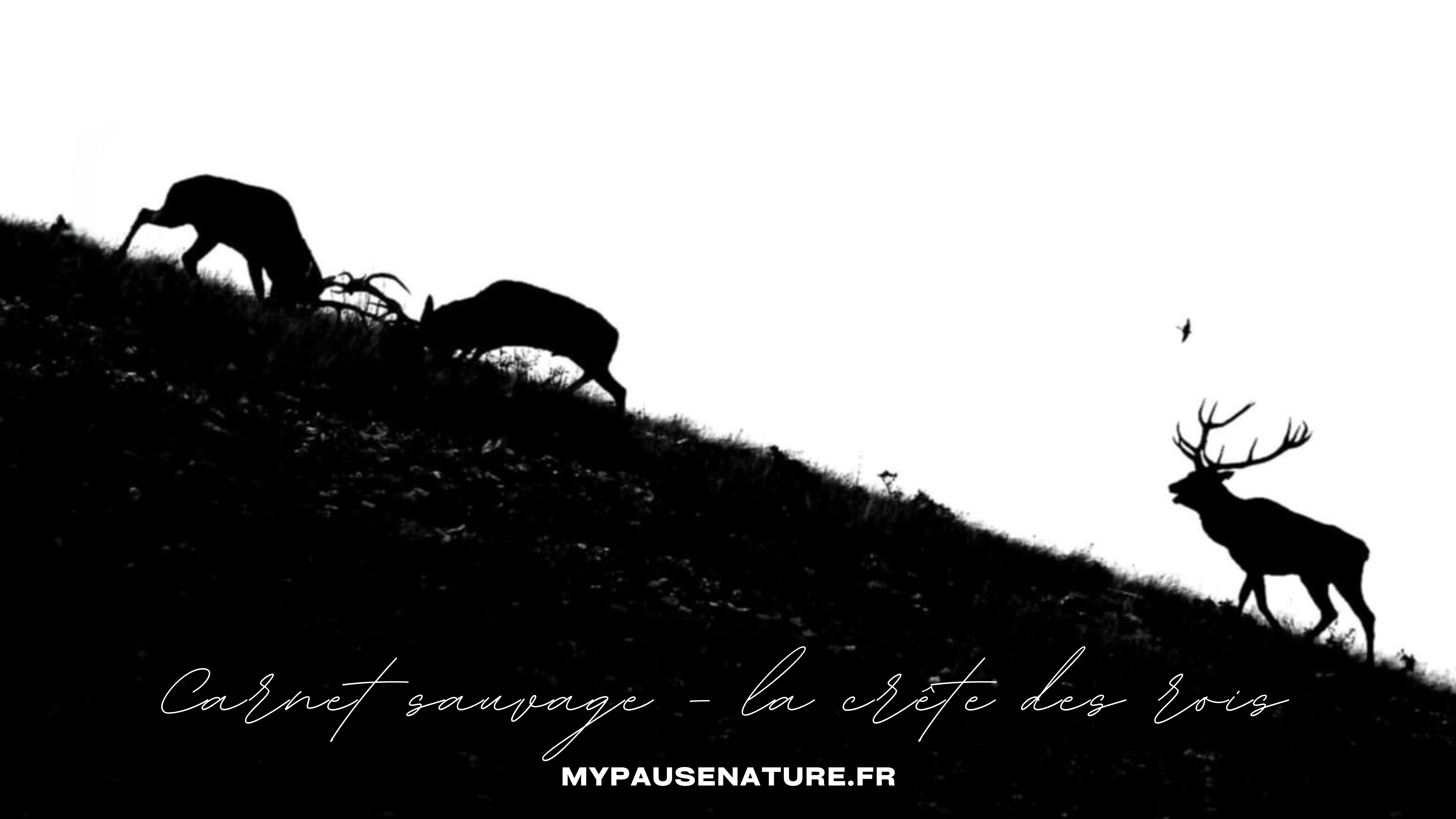 My Pause Nature, Montet-et-Bouxal - photo 5