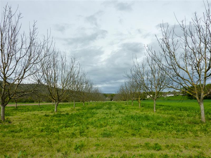 Creysse - Noyeraie de Bauze © Lot Tourisme - C. Sanchez