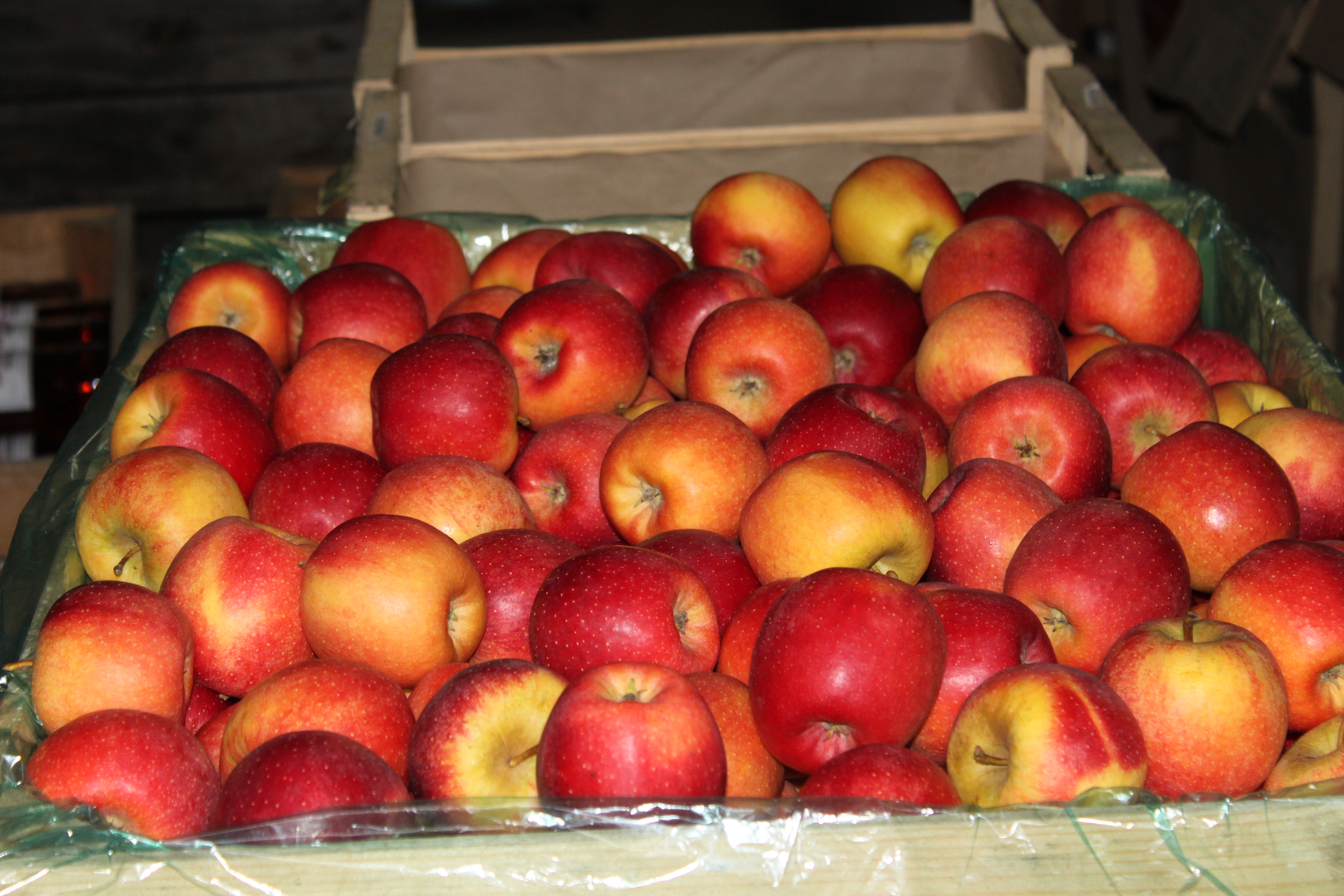 Les Vergers de Montcuq