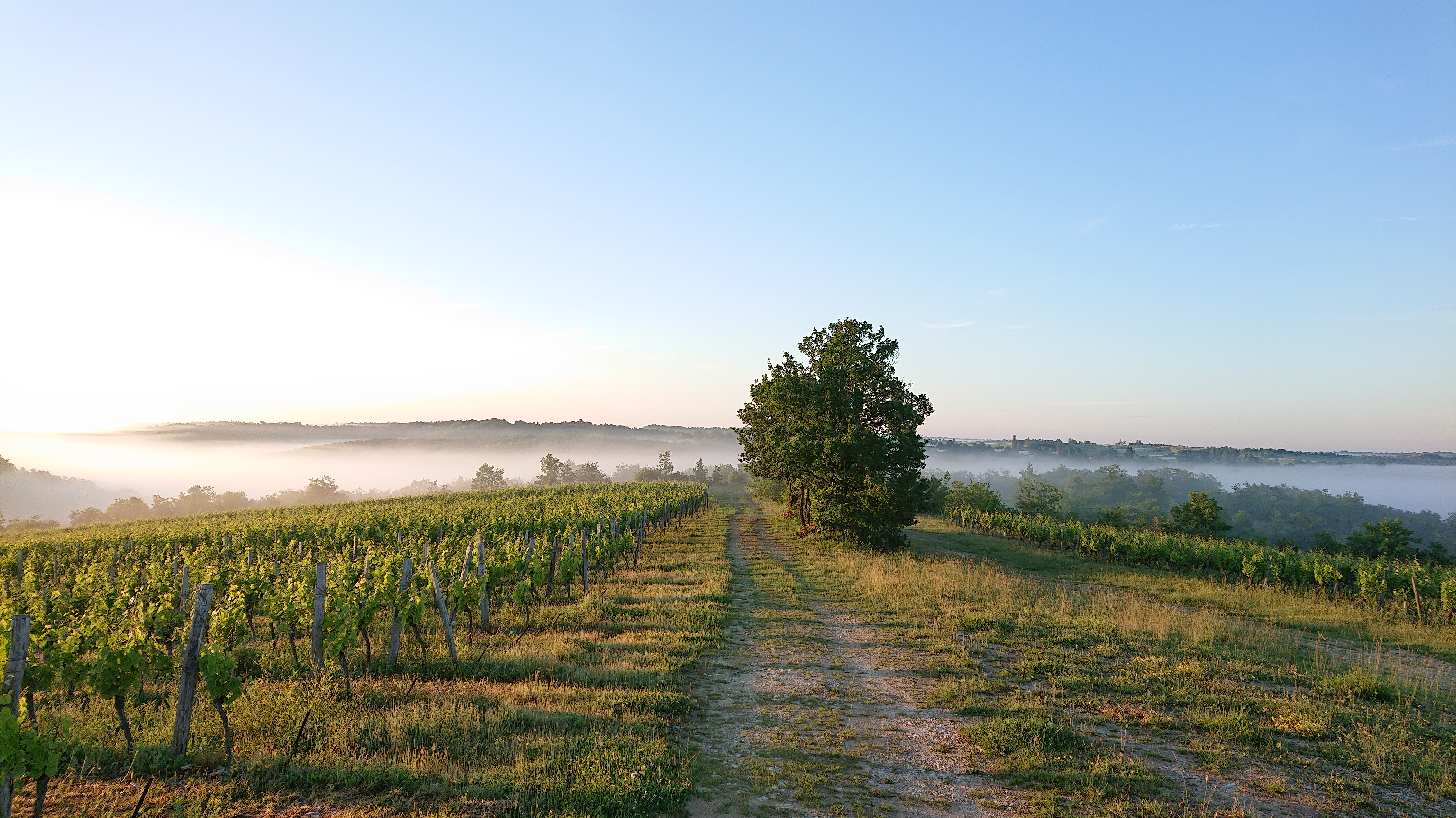Domaine La Calmette — photo 3