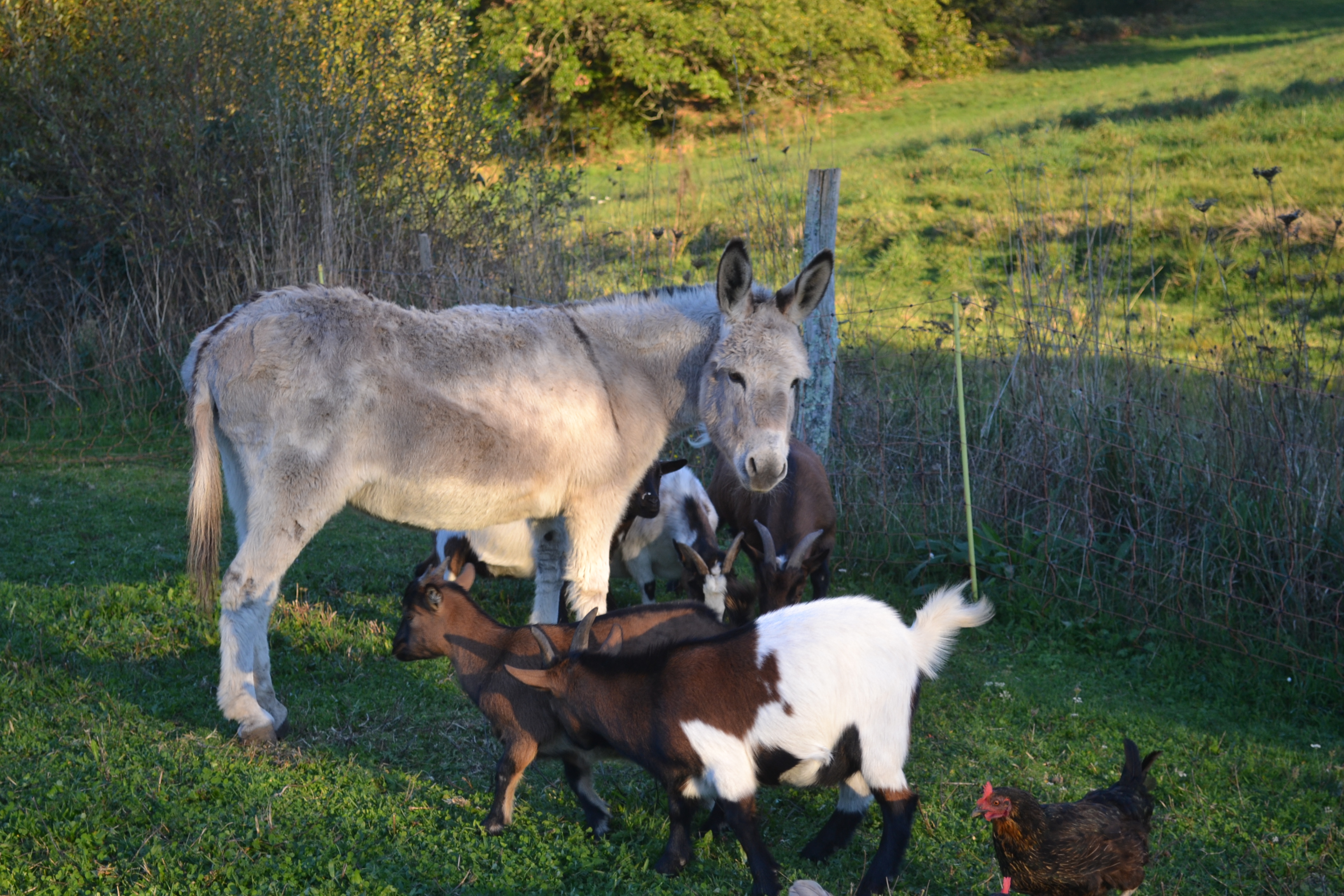 Fournil du Bois de Lafon, Frayssinhes - photo 9