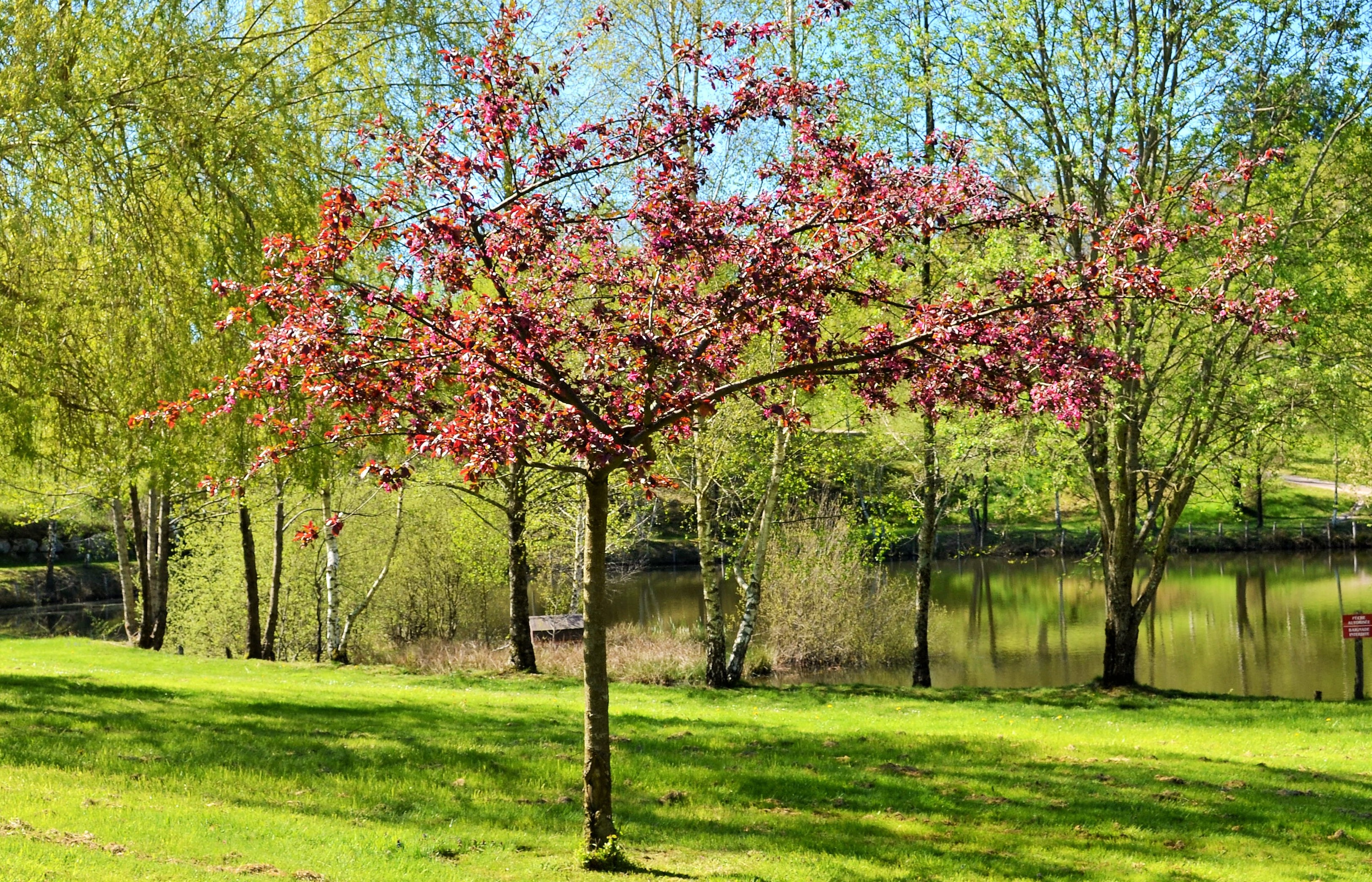 Gîte du Bois du Château - Meublé 1, Latronquière - photo 10