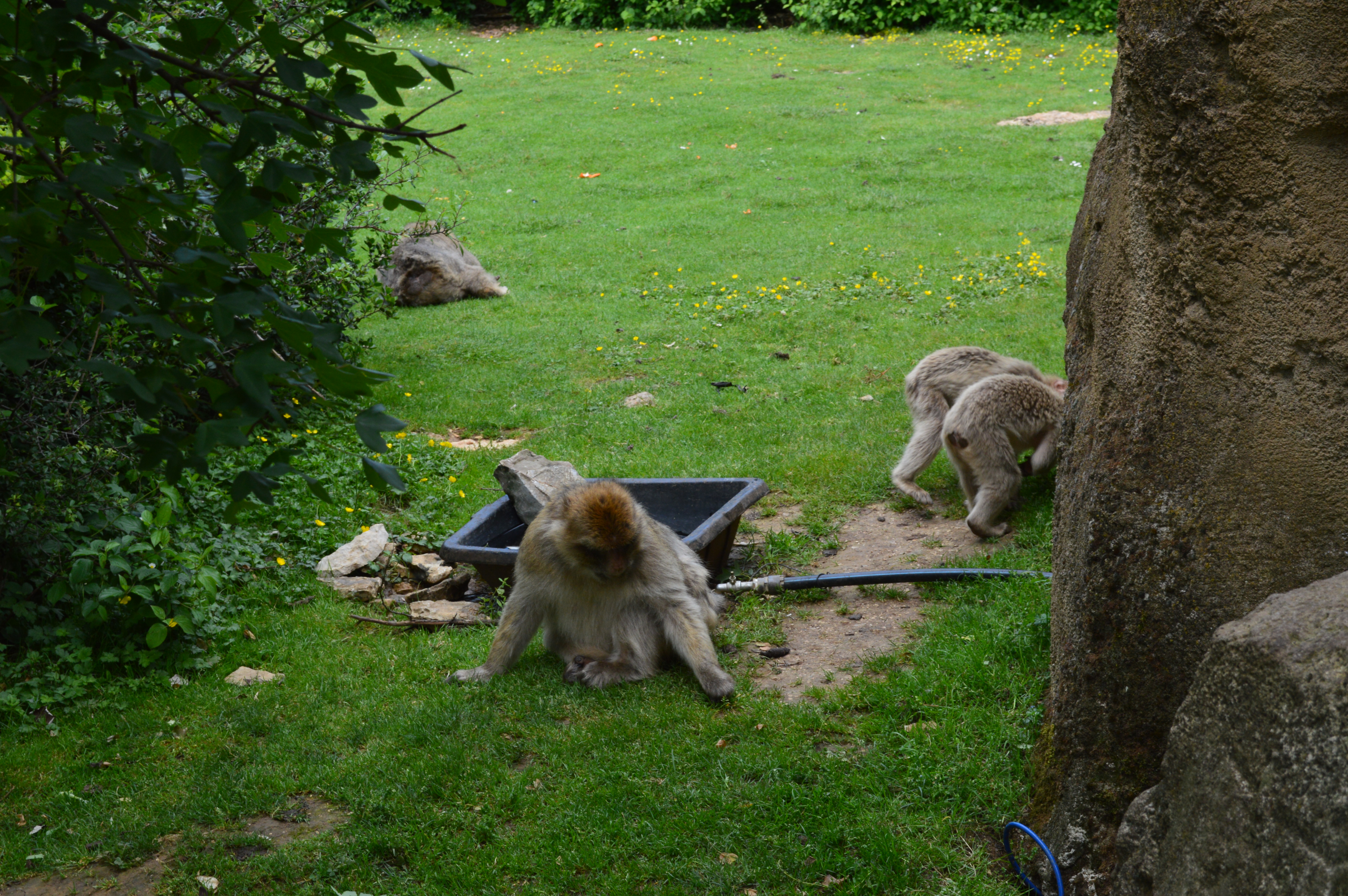 Les Cigales, Lacave - photo 16