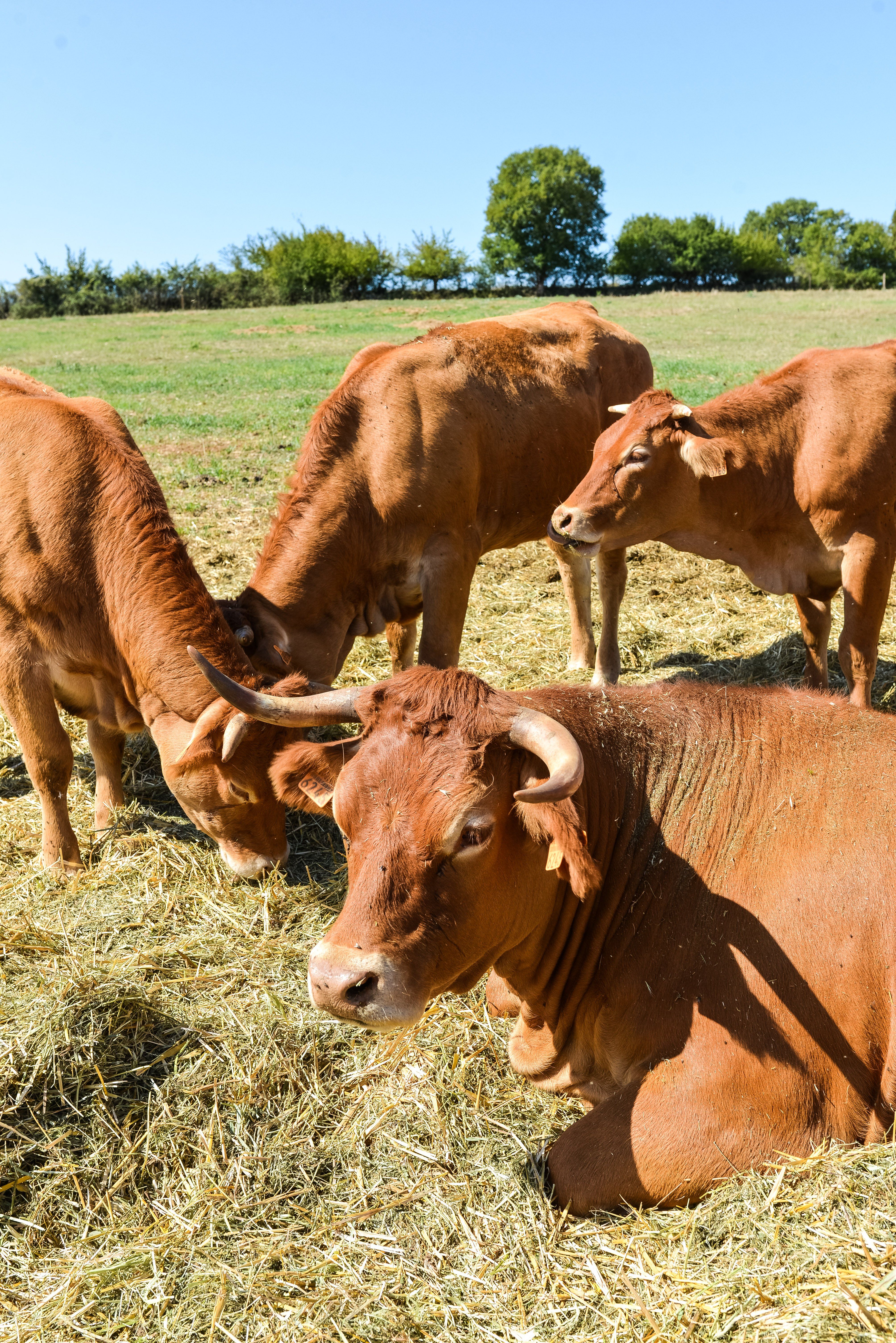 Ferme Pédagogique "La Borie d'Imbert", Rocamadour - photo 6