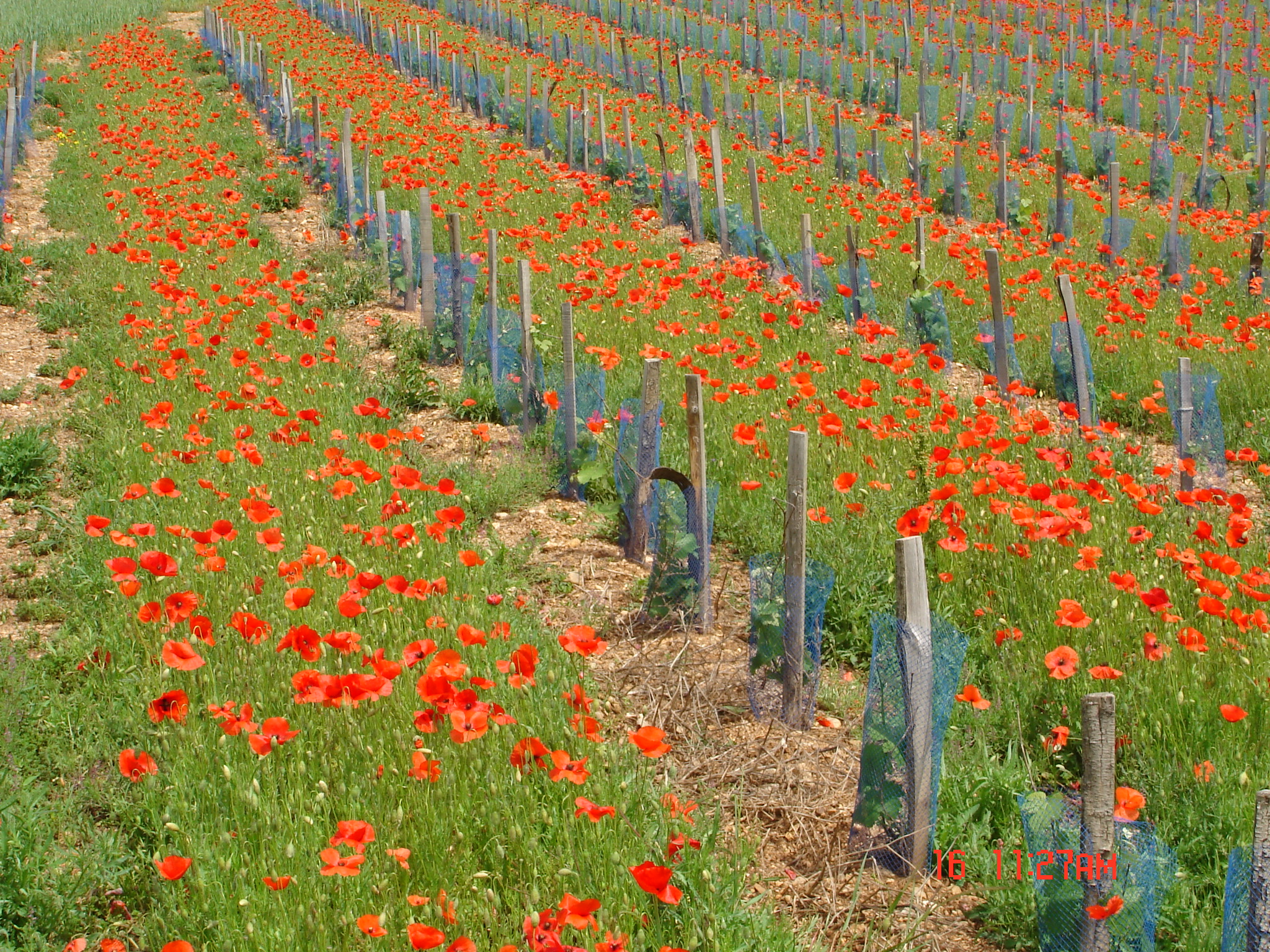 Domaine Dols — photo 3