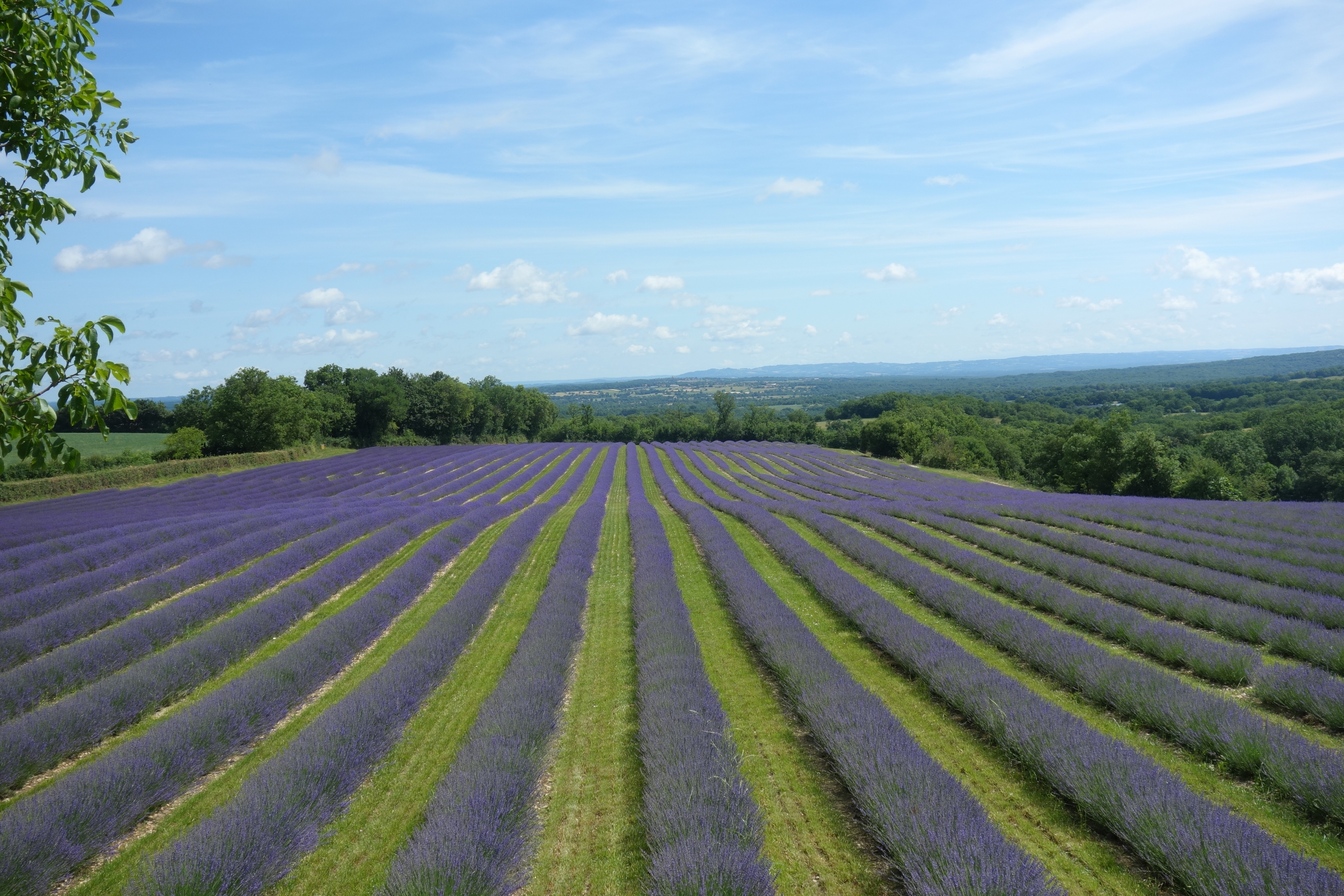 Journée portes ouvertes des Bergers des lavandes, Blars - photo 4