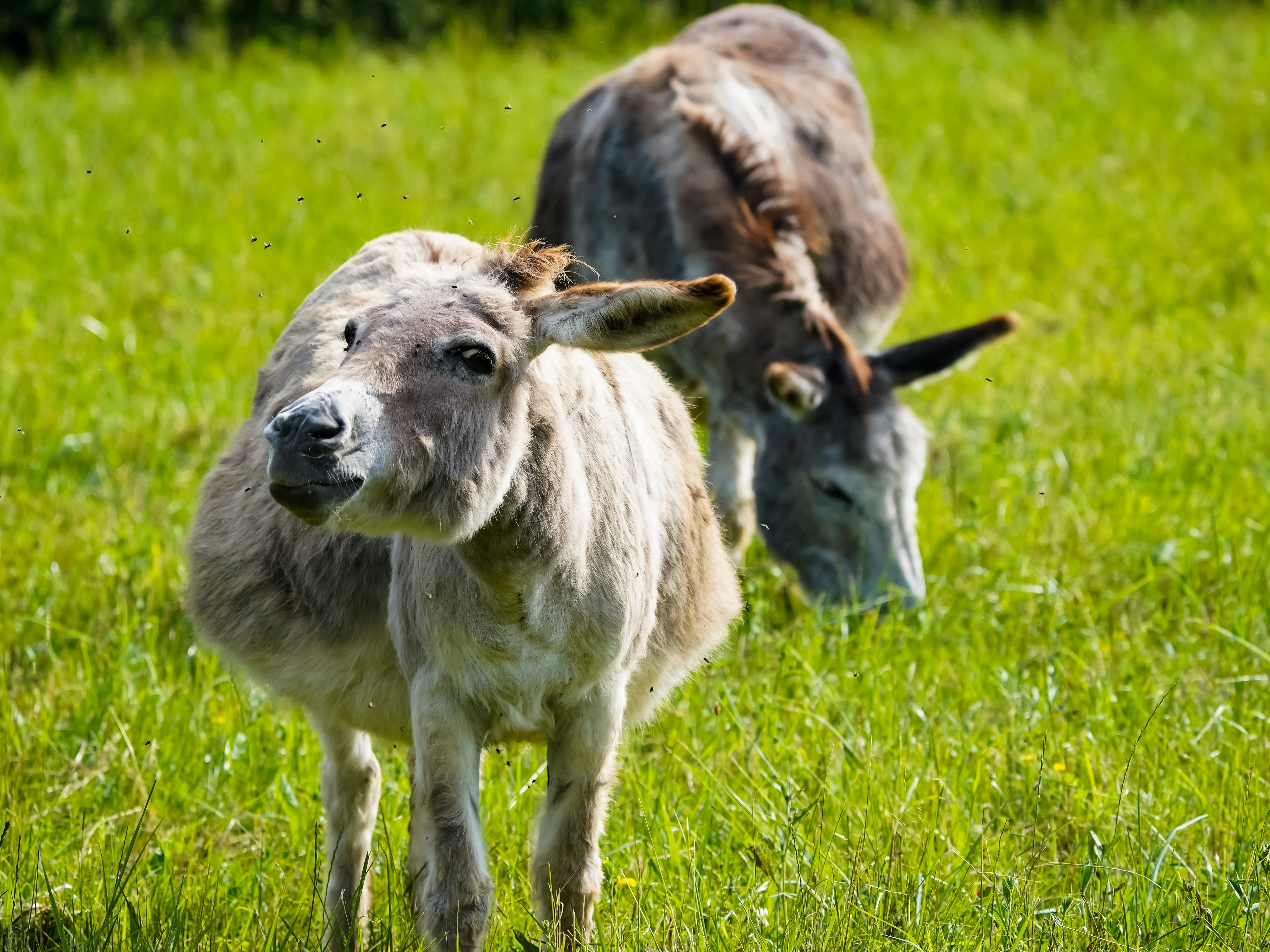 Les roulottes du petit gouffre de Padirac, Padirac - photo 15