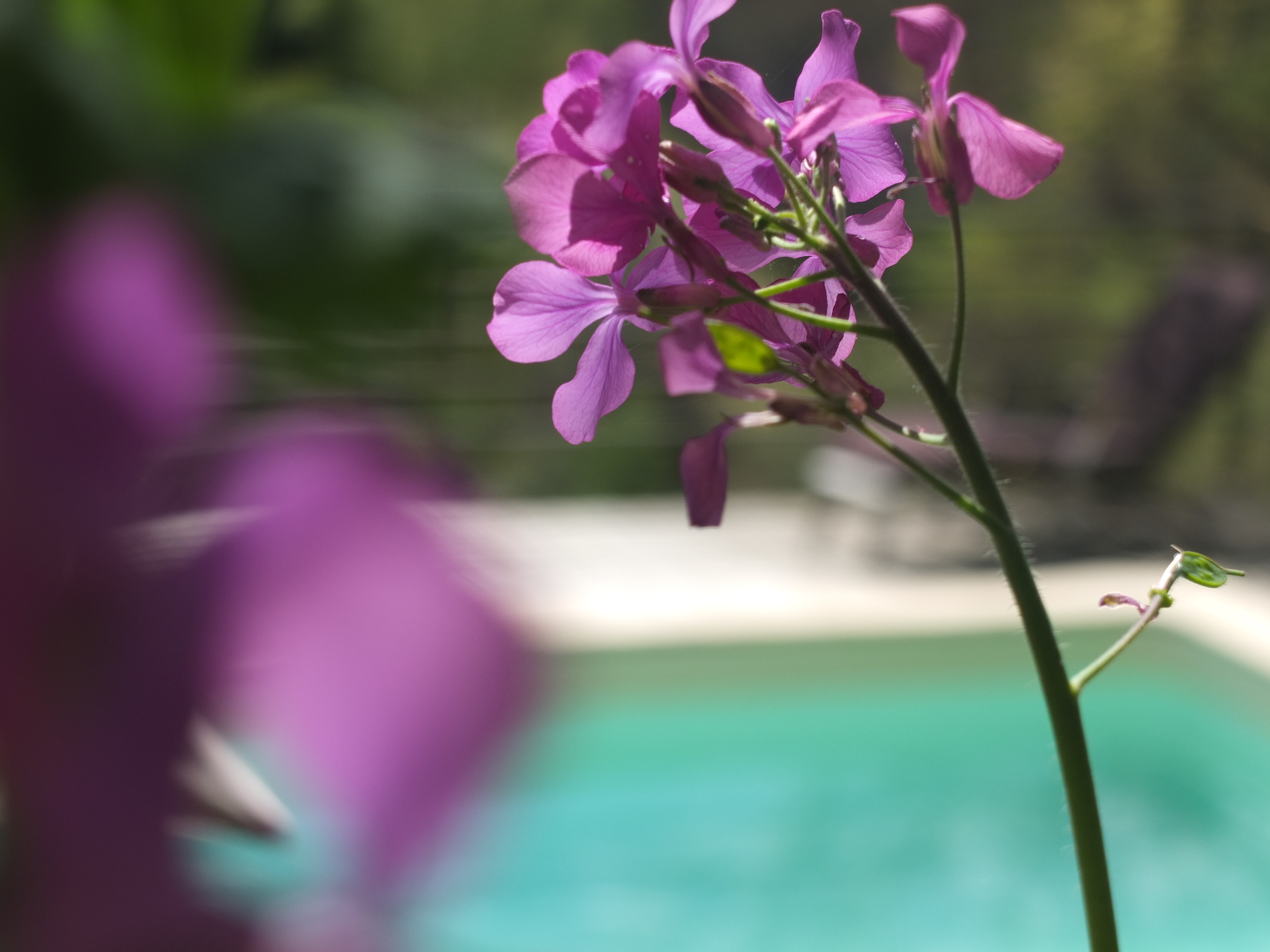 "Les Buis" avec piscine, Milhac - photo 6