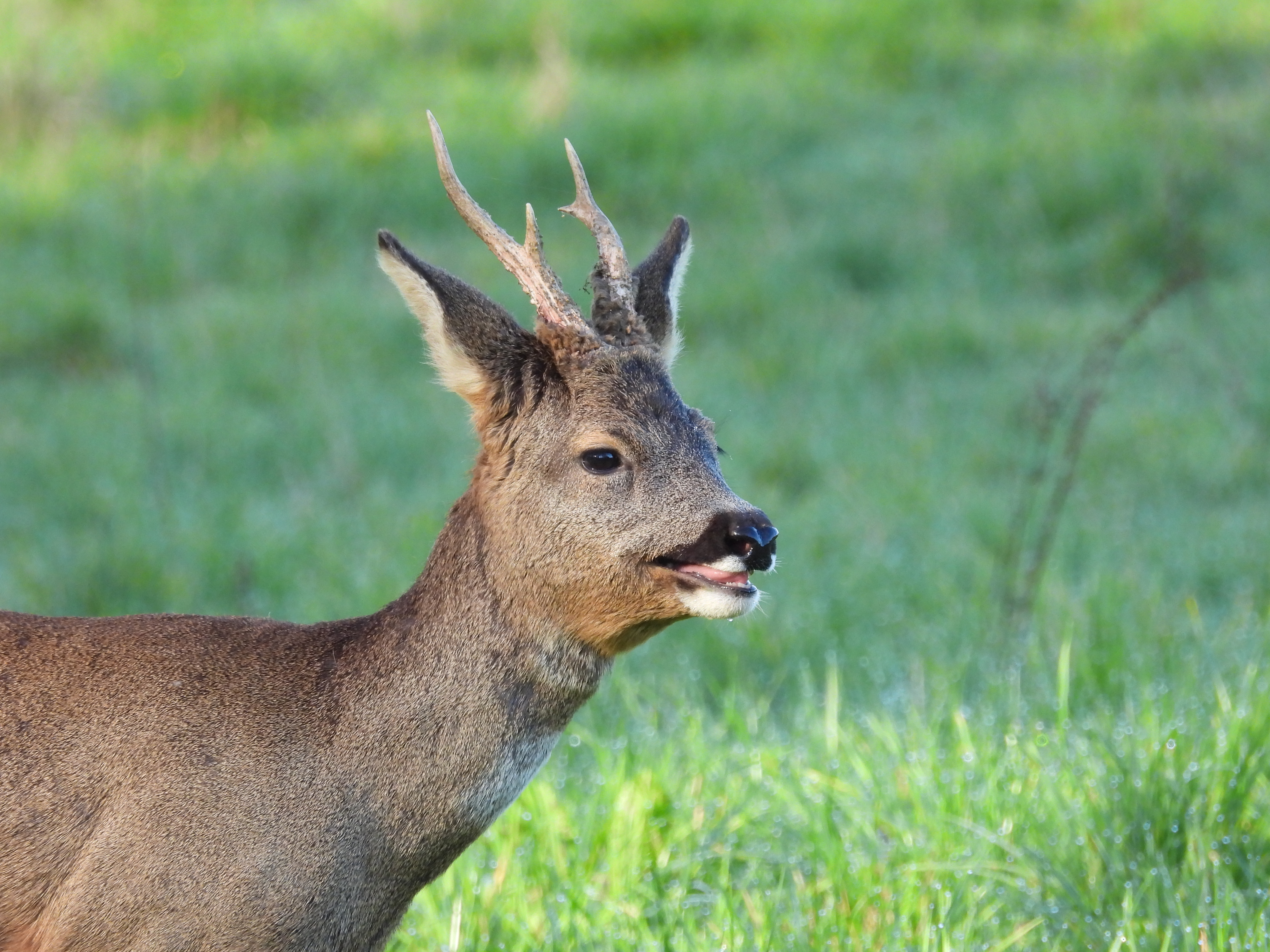 My Pause Nature, Montet-et-Bouxal - photo 6