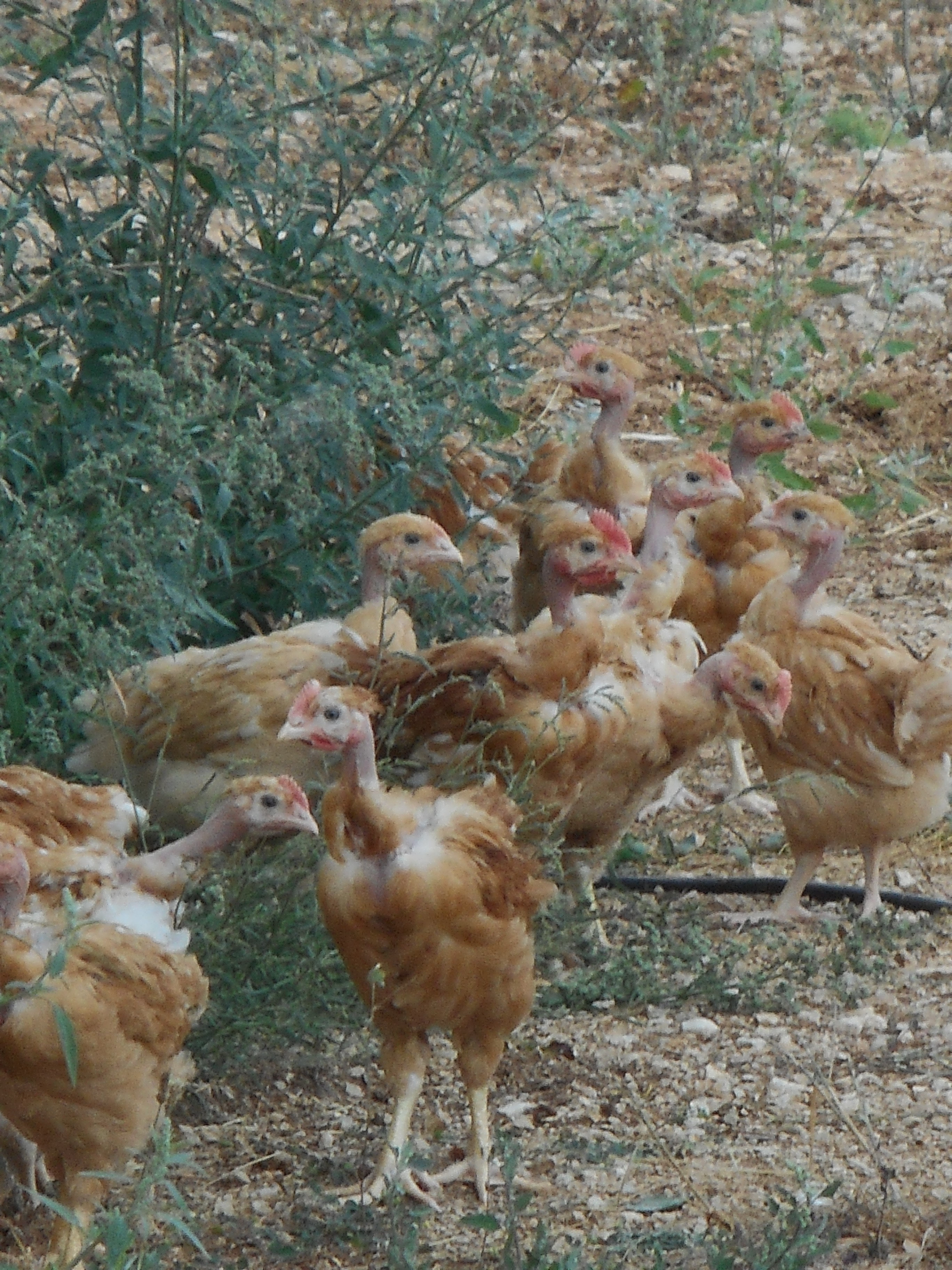 Ferme de Tartayrou — photo 2