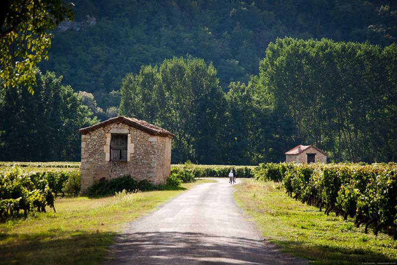 Luzech - Dans les Vignes