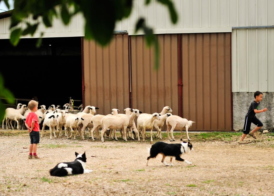 Decouverte des moutons a lunettes du Quercy_02 © Lot Tourisme - C. ORY
