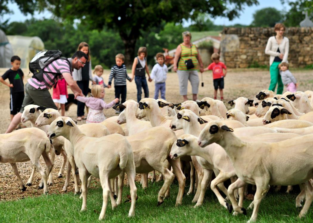 Decouverte des moutons a lunettes du Quercy_04 © Lot Tourisme - C. ORY