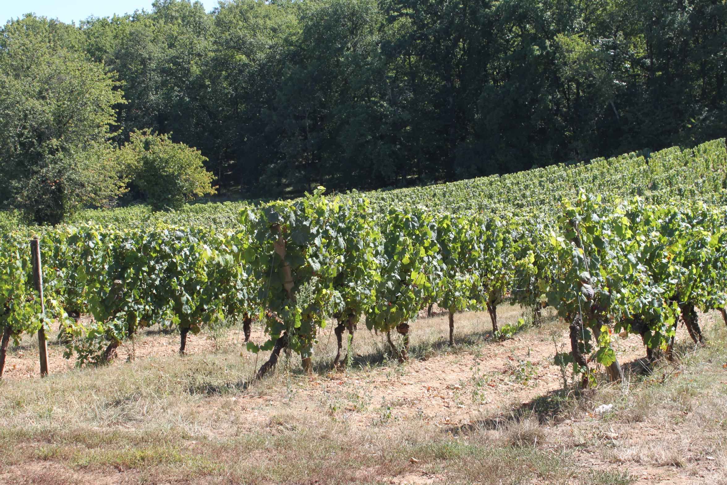 Domaine du Peyret — photo 2