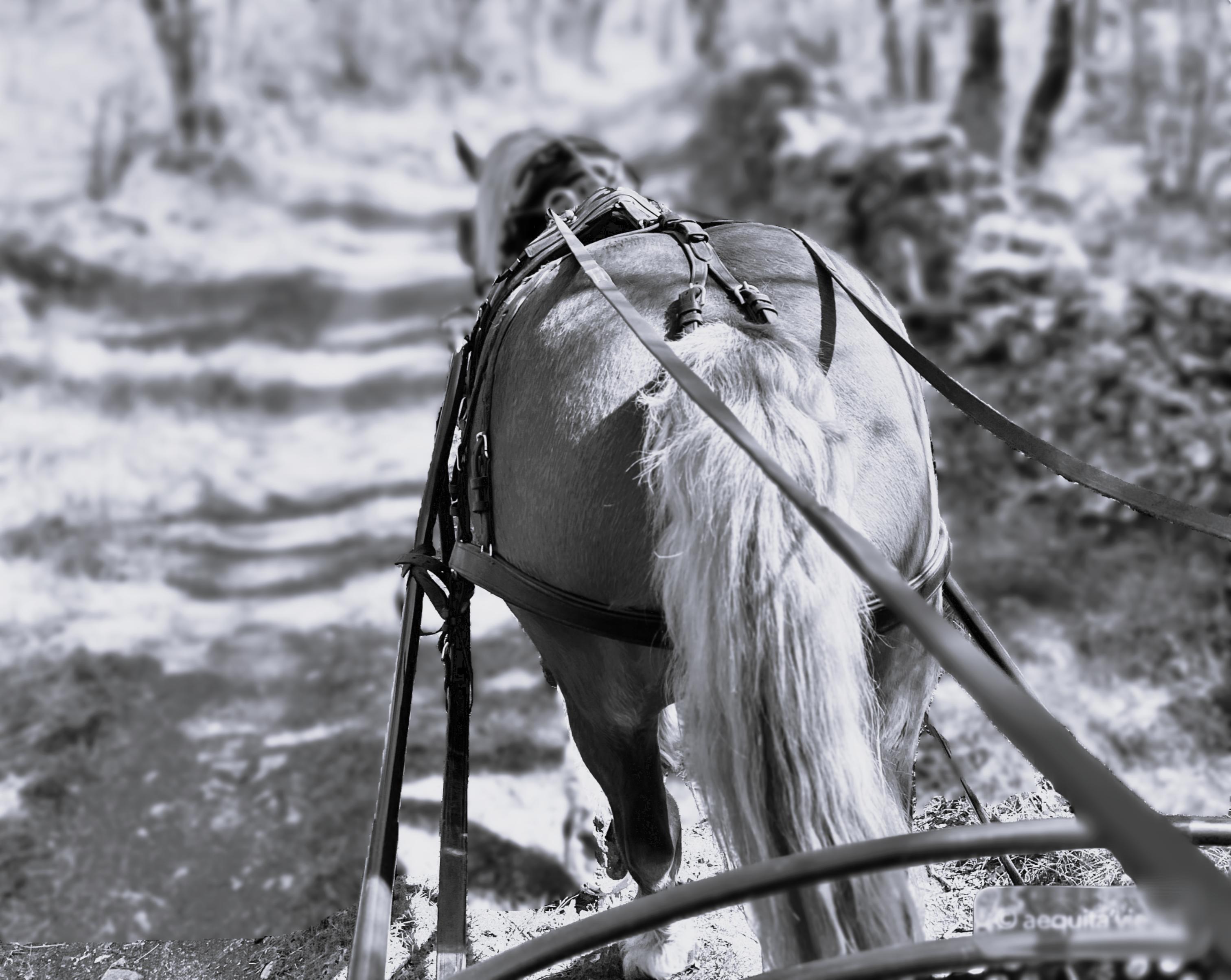 Aequita-vie, Caniac-du-Causse - photo 13