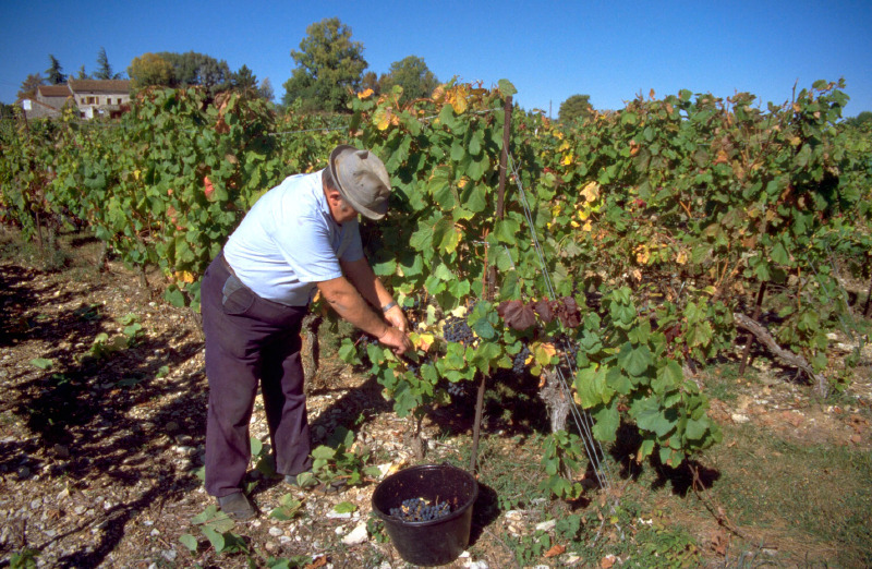 Au Travers du Vignoble de Cahors, Anglars-Juillac - photo 4
