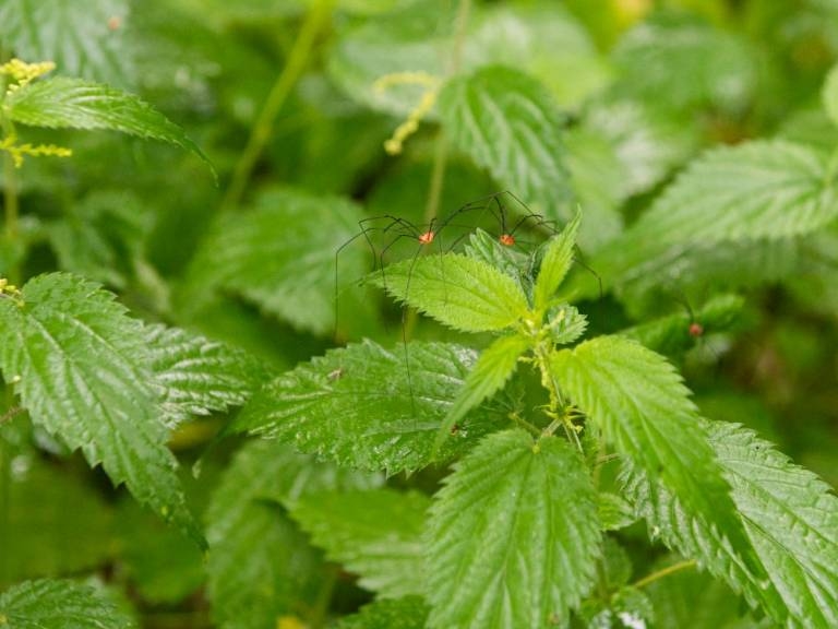Menons l'enquête : à la recherche des habitants de la forêt