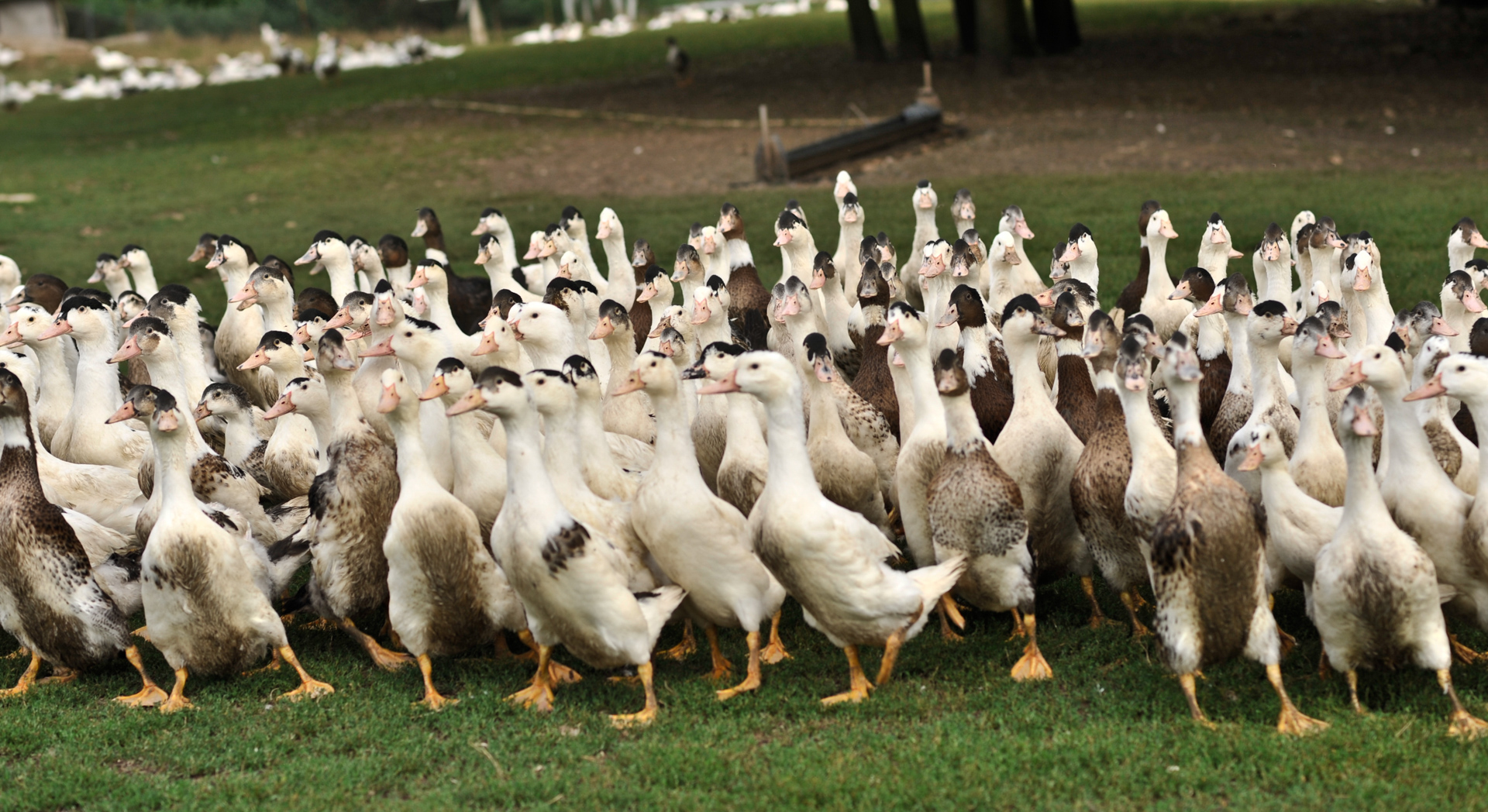 La Veillée Gourmande, Montdoumerc - photo 6
