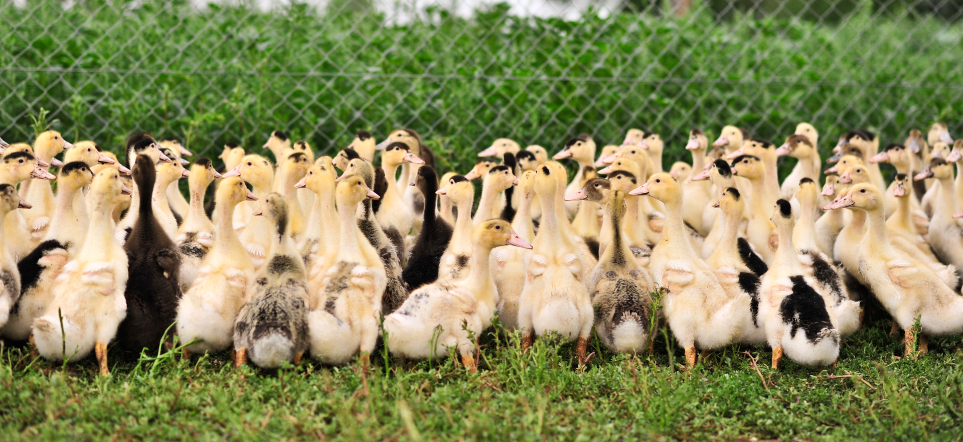 La Veillée Gourmande, Montdoumerc - photo 8