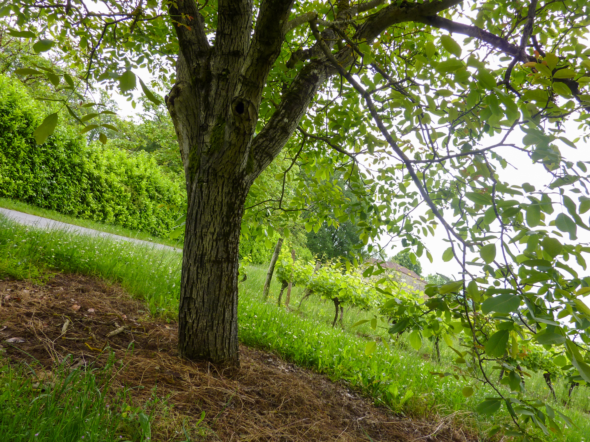 Sur la Route des Vignes, Parnac - photo 8