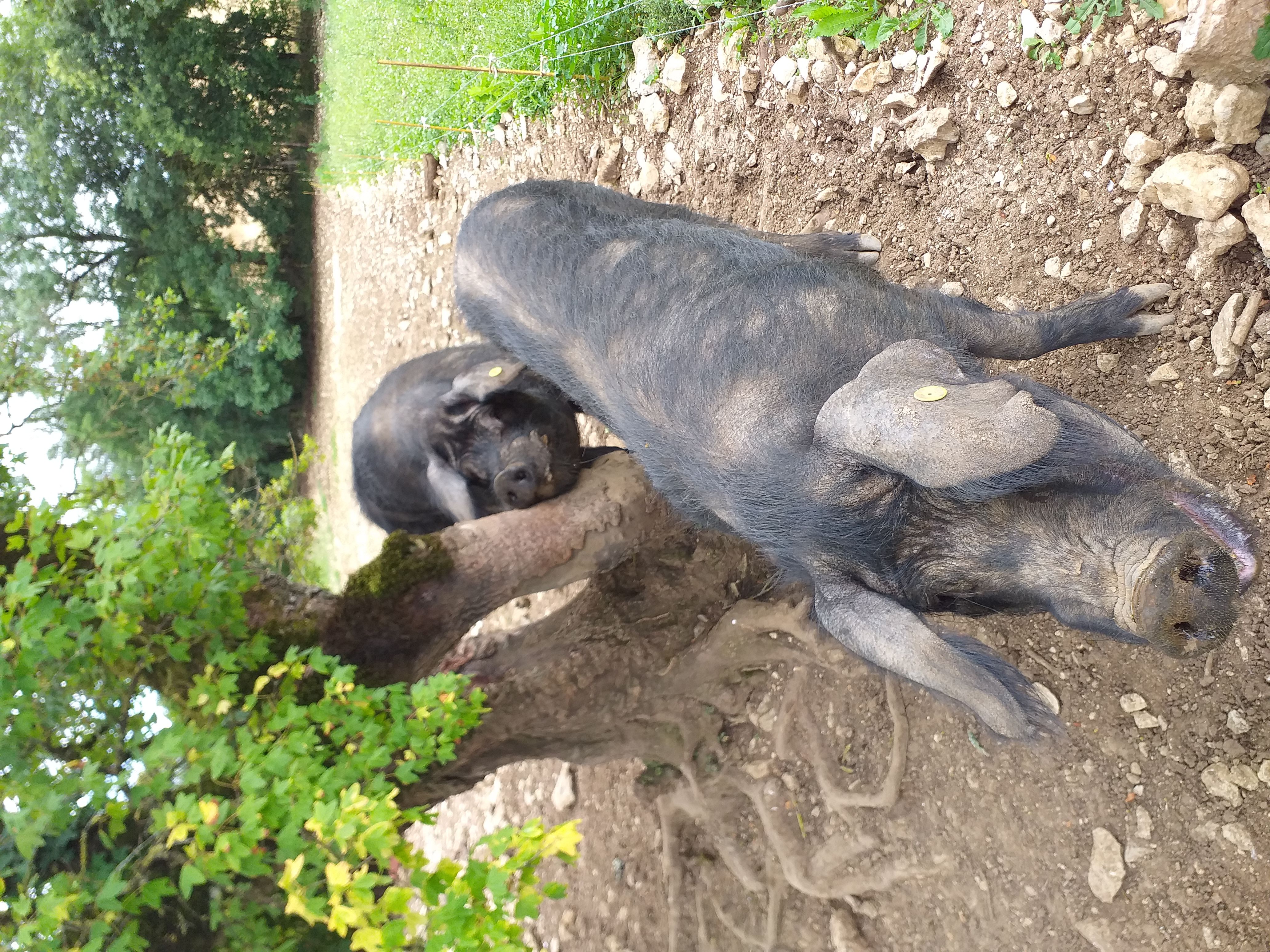 Aire pour Camping-Car à la Ferme Auberge d'Esparnol, Montfaucon - photo 3