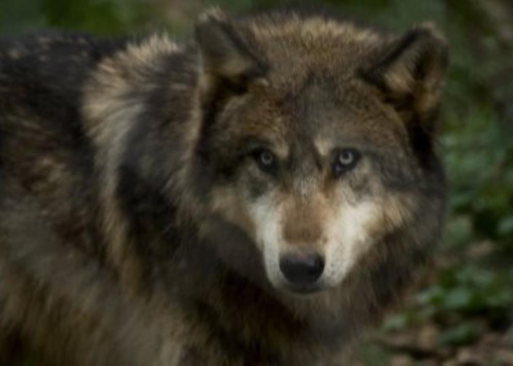Loups
