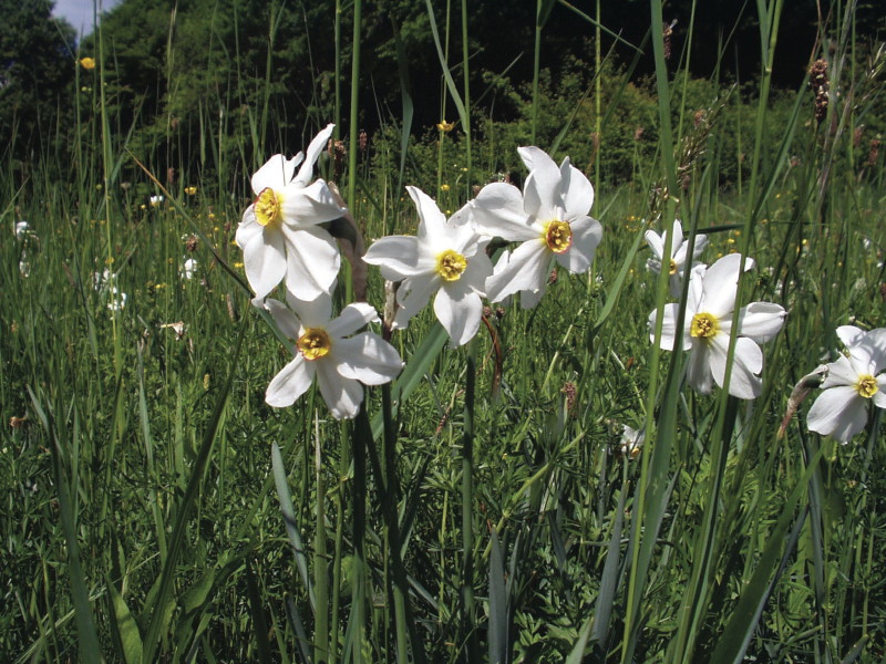 Narcisse