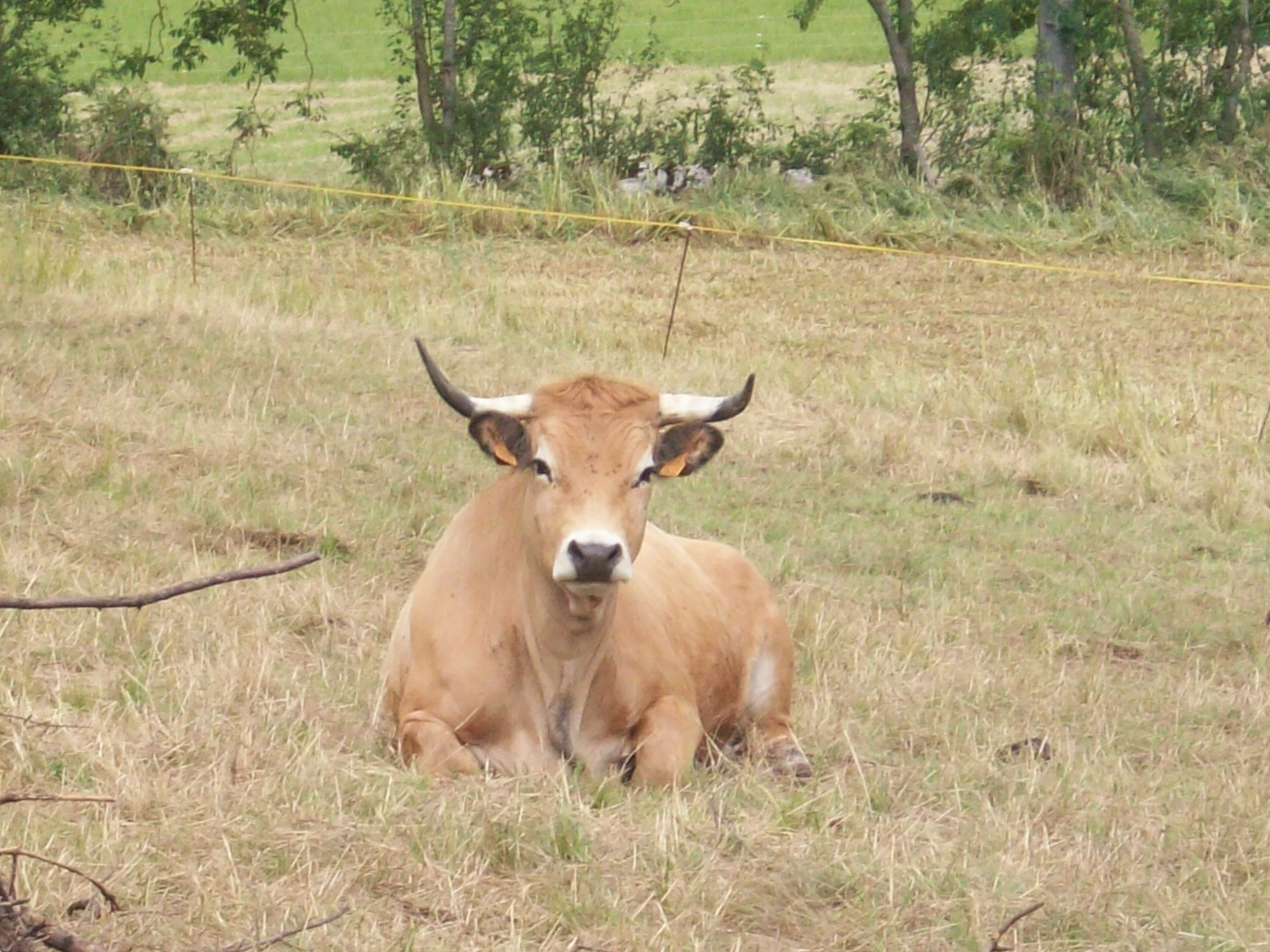 Ferme de Larcher — photo 3