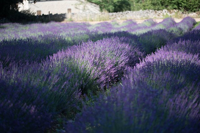 Ferme des Alix