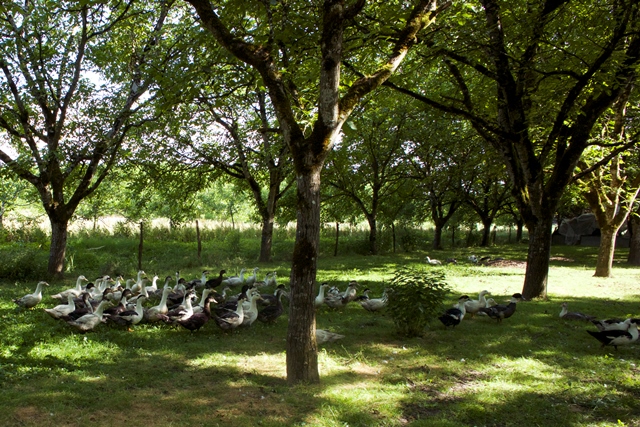 Les Fermes de Boutières — photo 3