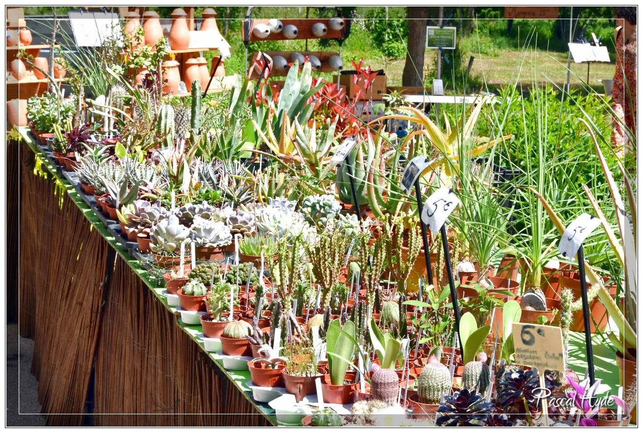 Fête des plantes rares et de collections, Salviac - photo 5