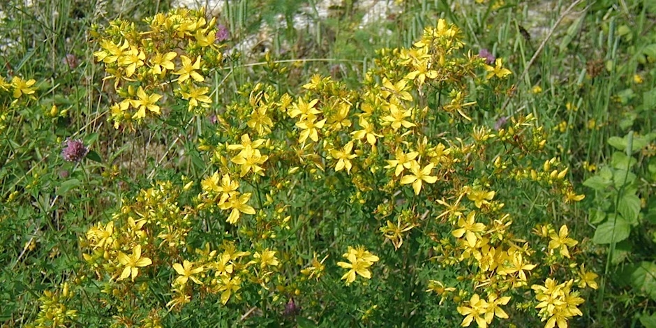 Sortie Nature "Histoire et usages des plantes"