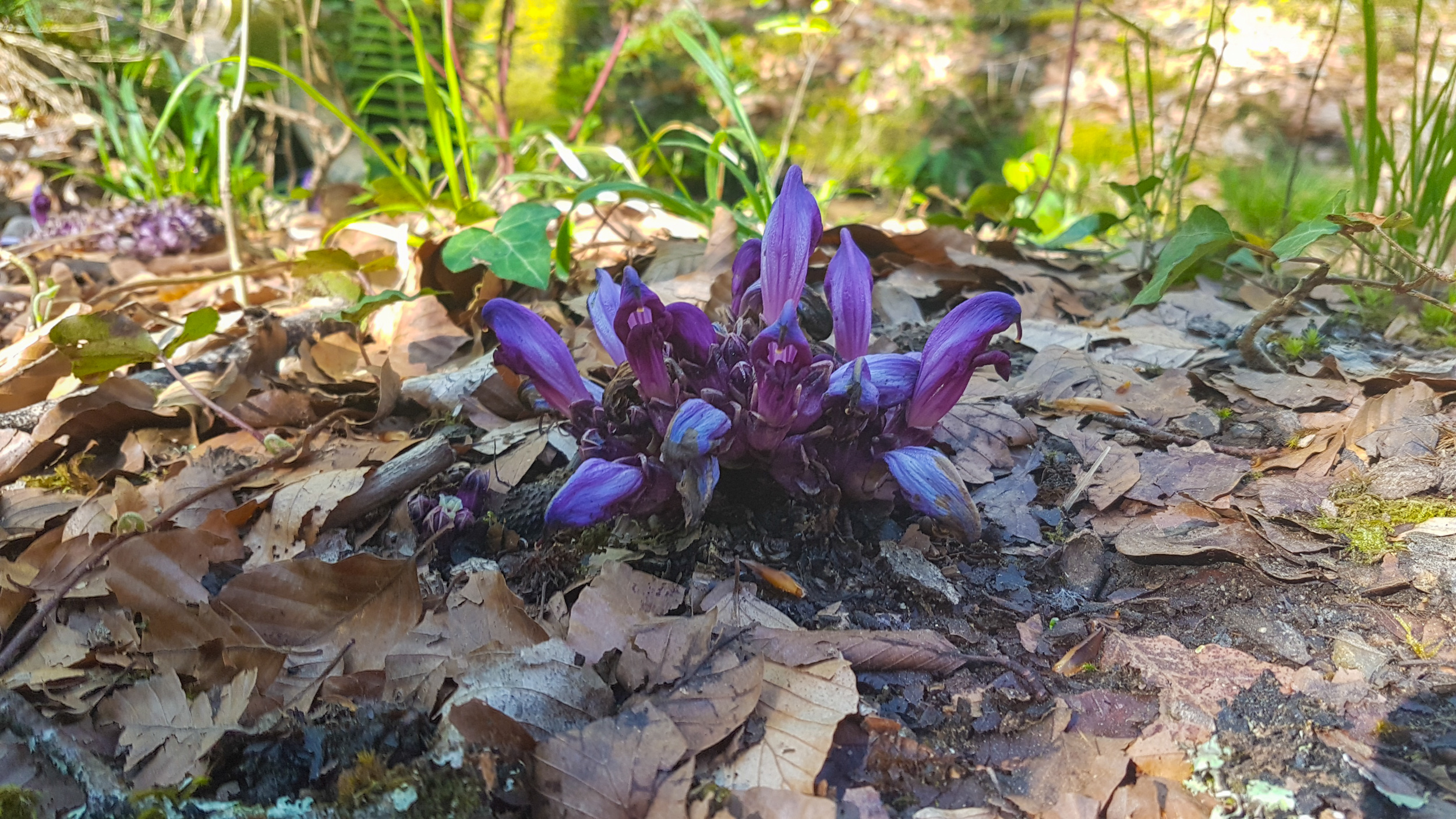 De Teyssieu à Estal, Teyssieu - photo 6