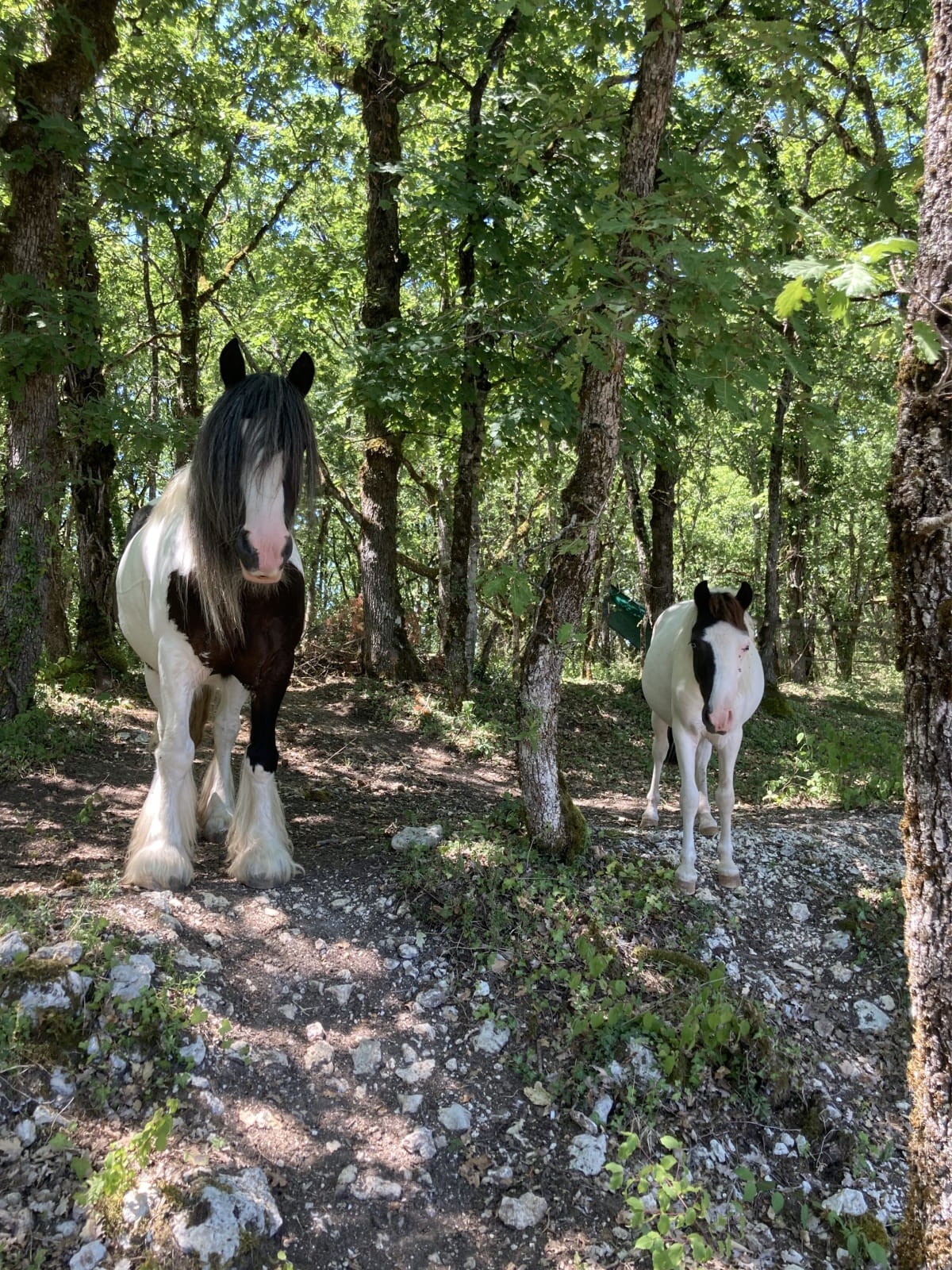 Gîtes Les Fontanelles du Quercy Blanc - Hasard, Montcuq-en-Quercy-Blanc - photo 3