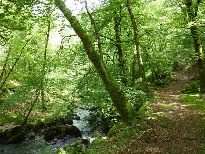 Fournol - Le long du ruisseau Cayla_15 © Lot Tourisme - C. Sanchez