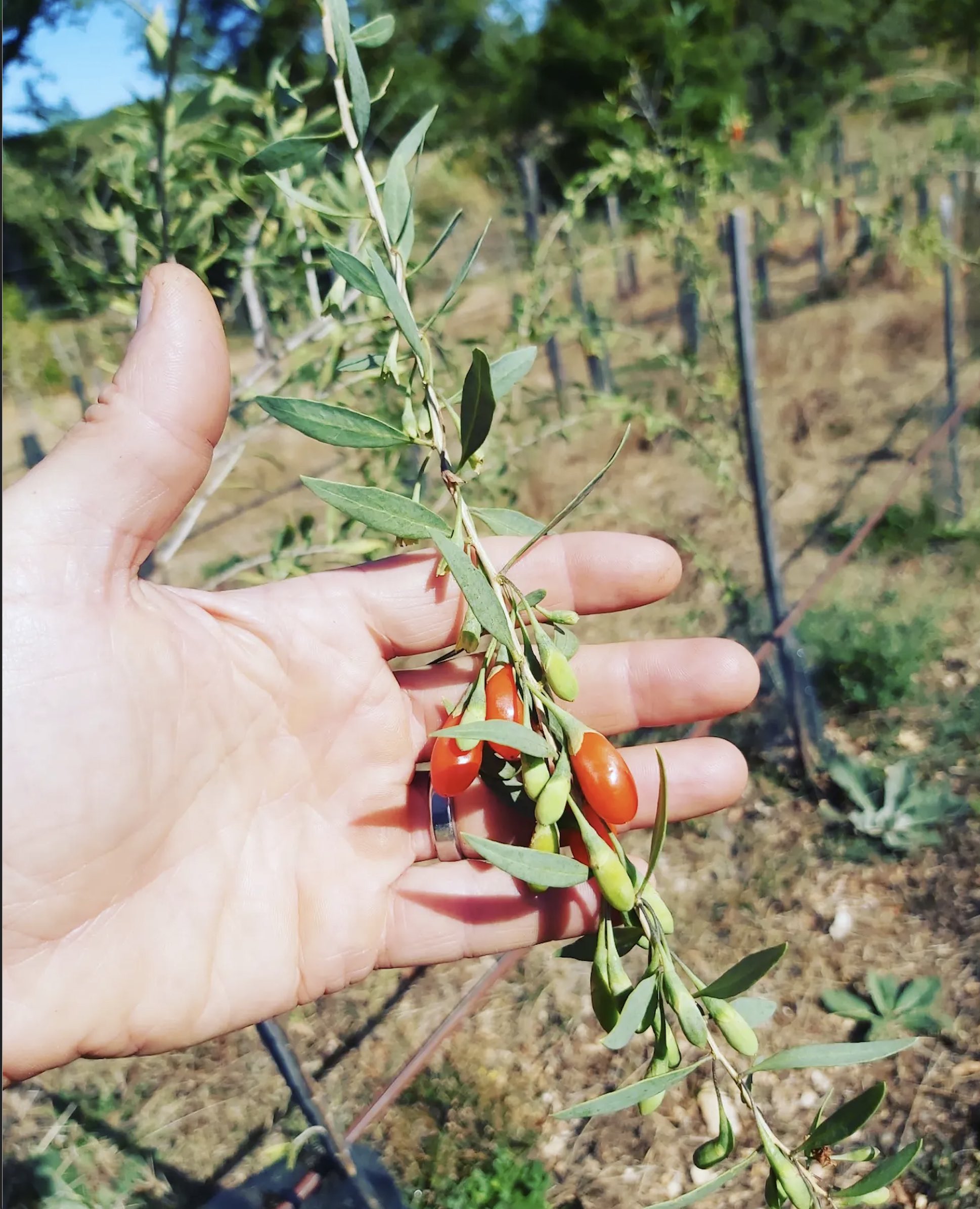 Camping Finca Baribal, Concots - photo 23