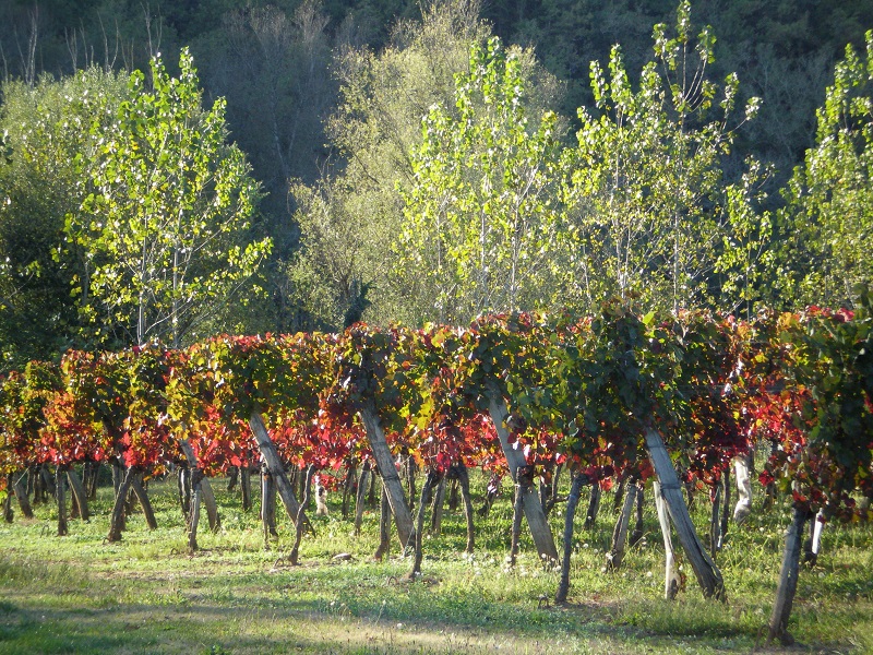 Domaine des Gravalous — photo 3