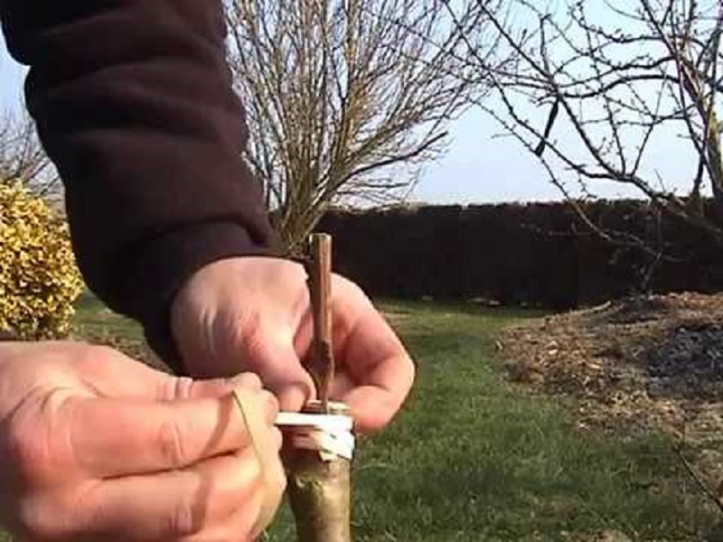 Rendez-vous Nature : greffe à la ferme Lou Baptistou au Bouyssou