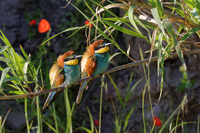 Animation LPO : A la recherche du guêpier d'Europe
