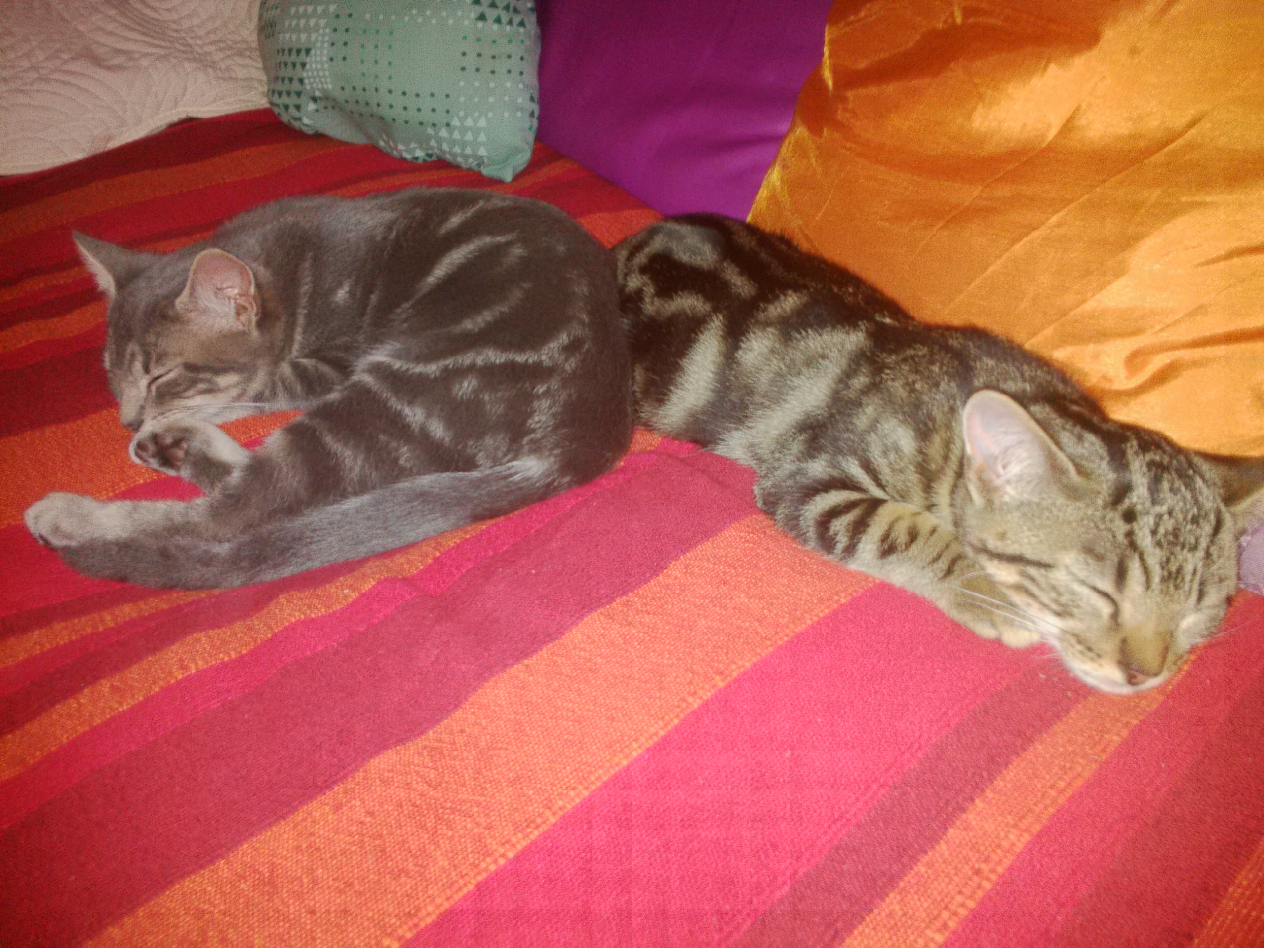 Le Tilleul, Dégagnac - photo 11