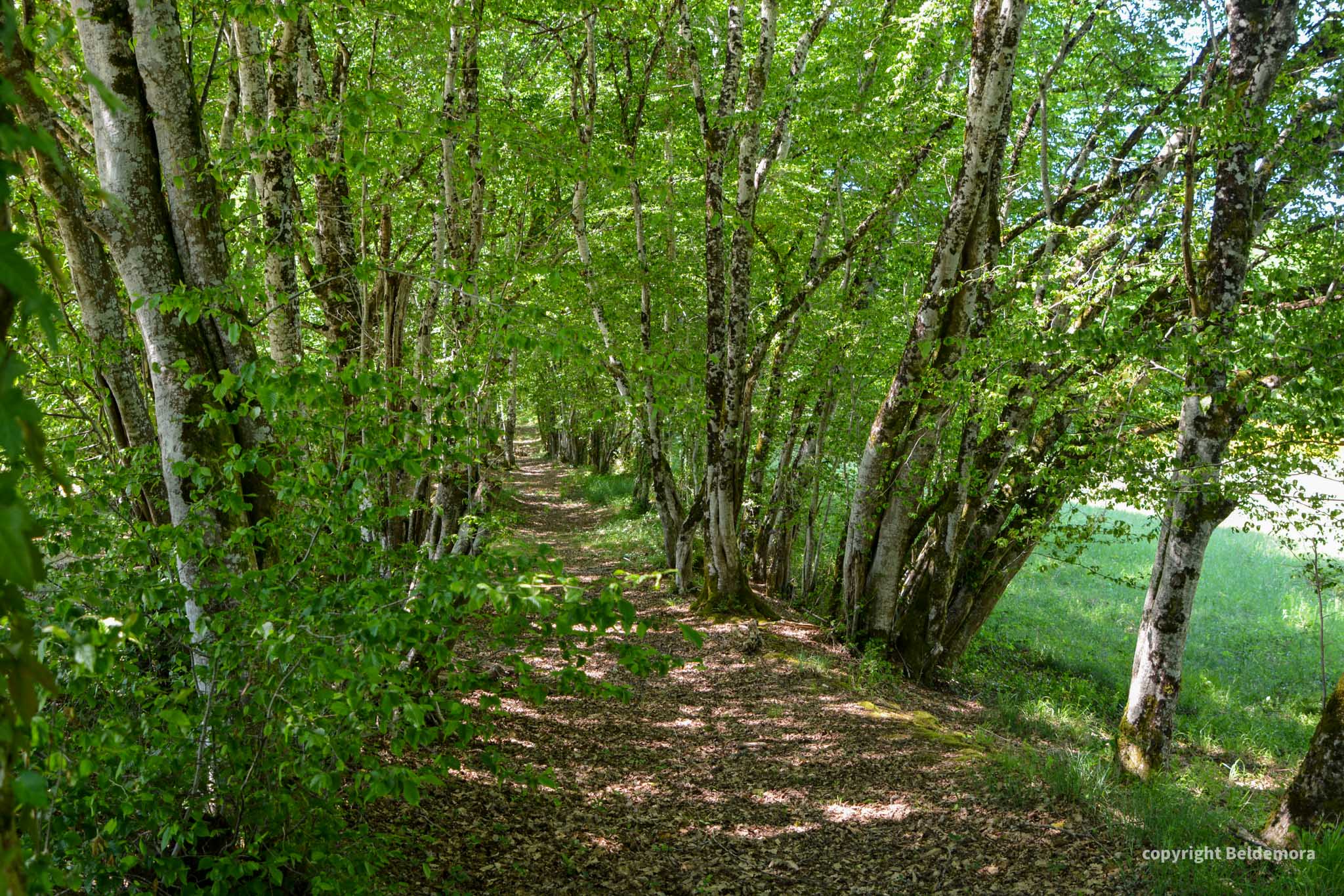 La Fontaine de Tarrieu - Le Gîte Charly, Cassagnes - photo 7
