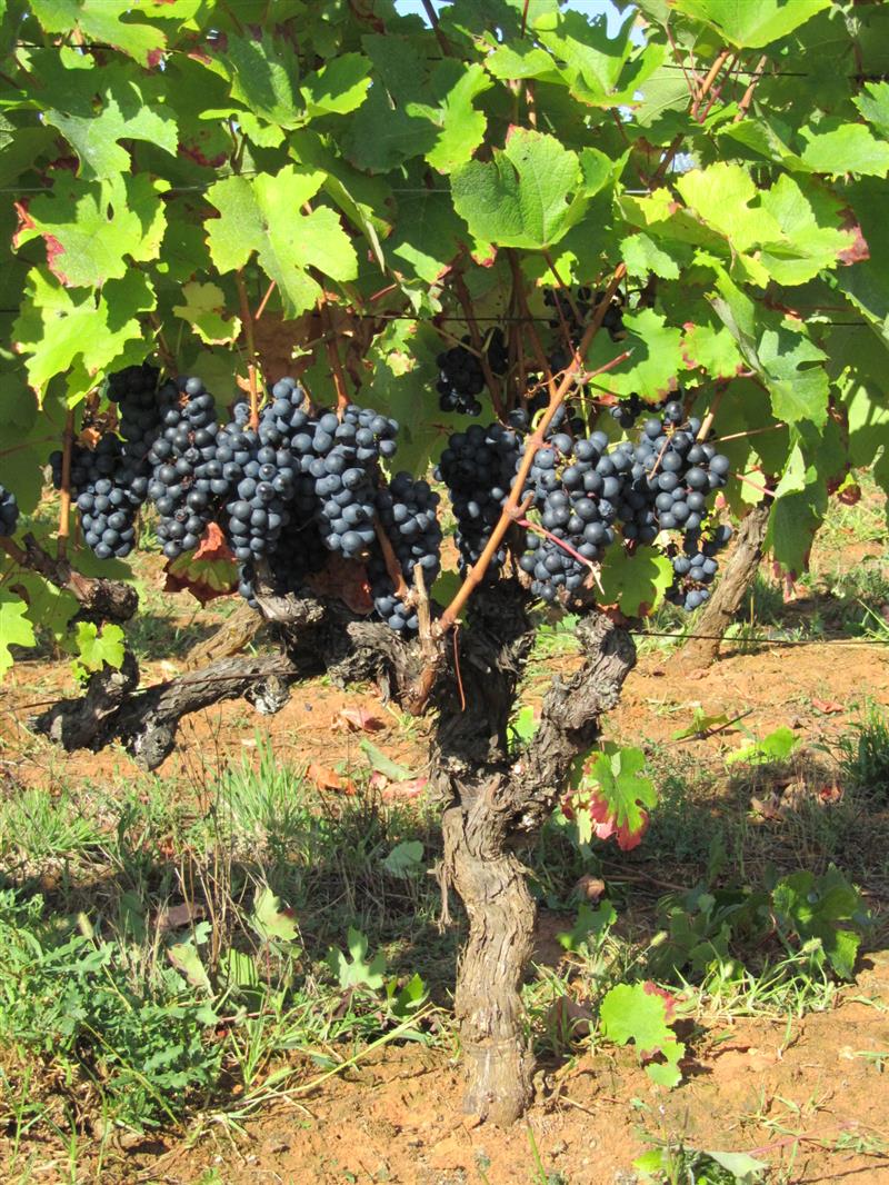 Vignoble Les Claies de Maillol
