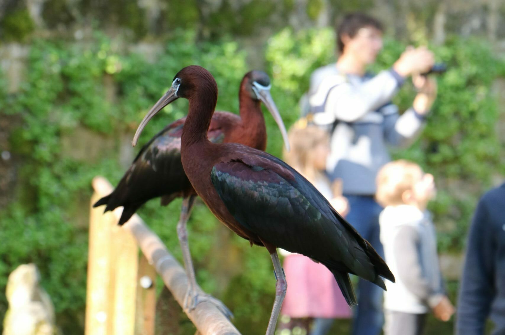 Volière d'immersion