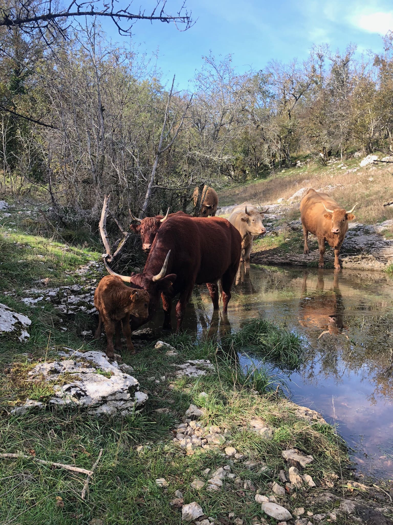 Le Safari de Saint-Cirq-Lapopie, Saint-Cirq-Lapopie - photo 28