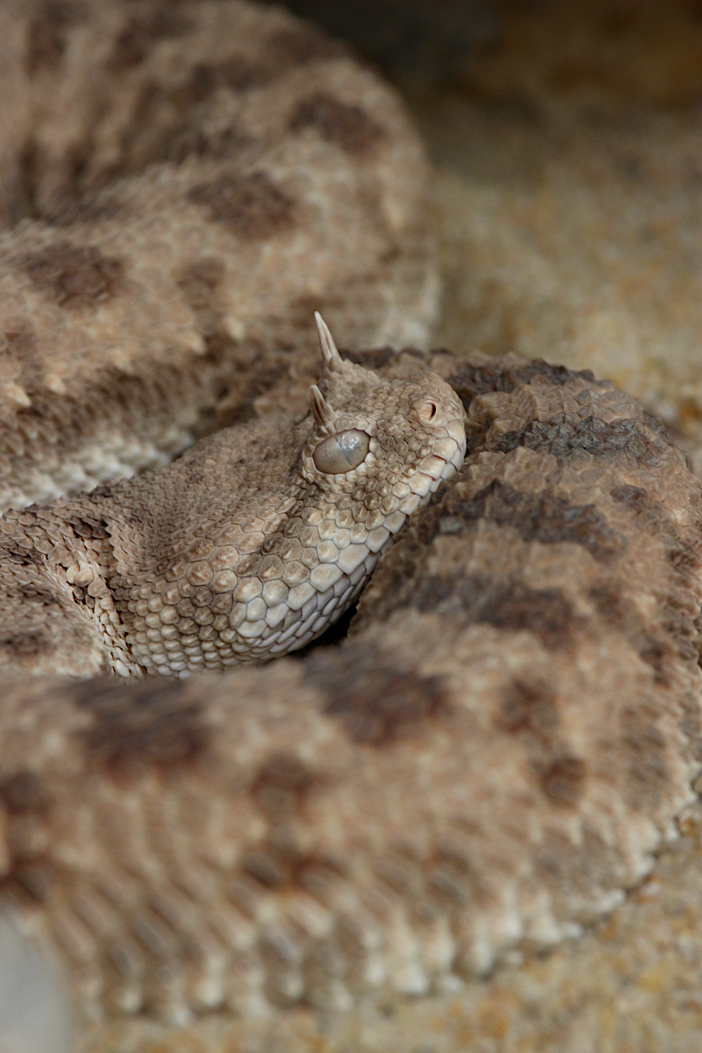 Reptiland, Martel - photo 3