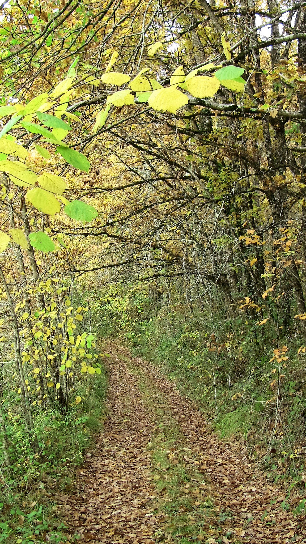 Gîte de Bonaguil Holidays, Soturac - photo 19
